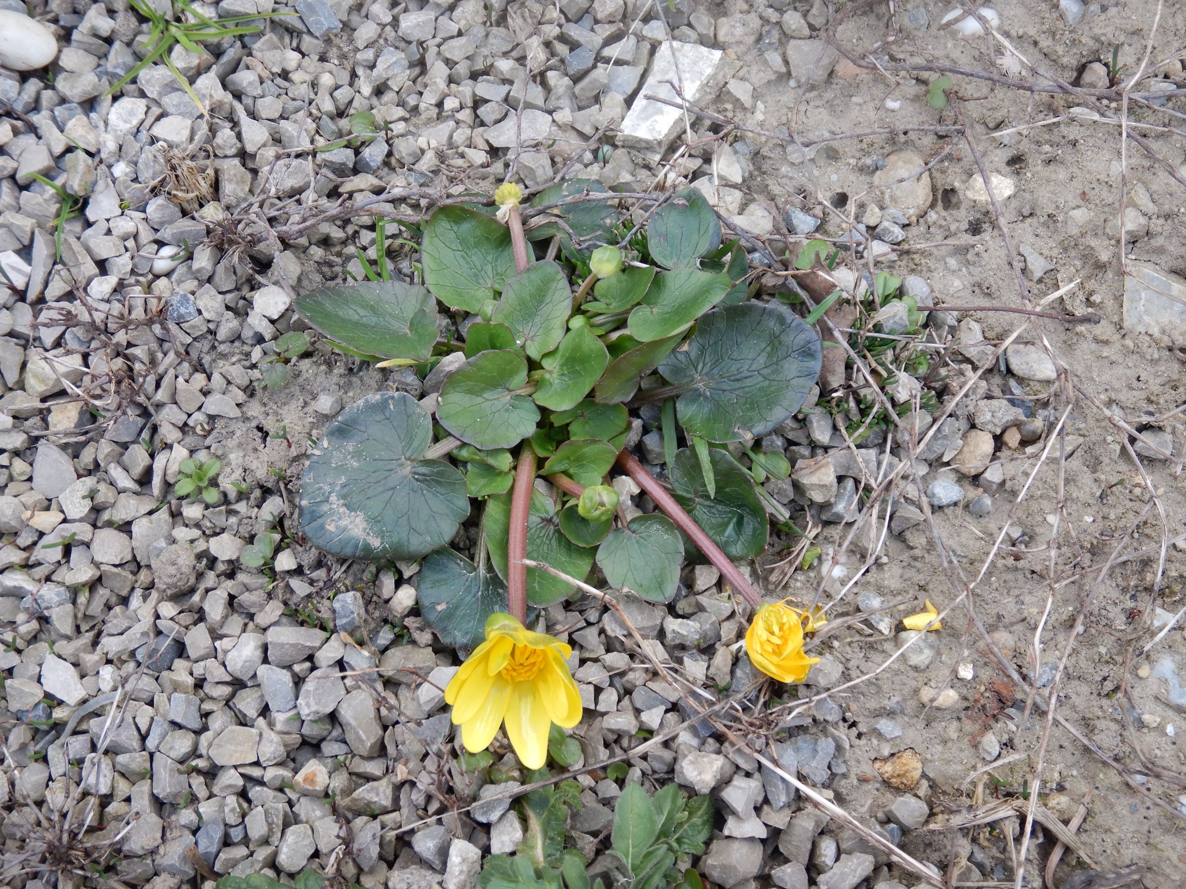 DSCN1788 friedhof hainburg, 2021-03-15, ficaria calthifolia.JPG