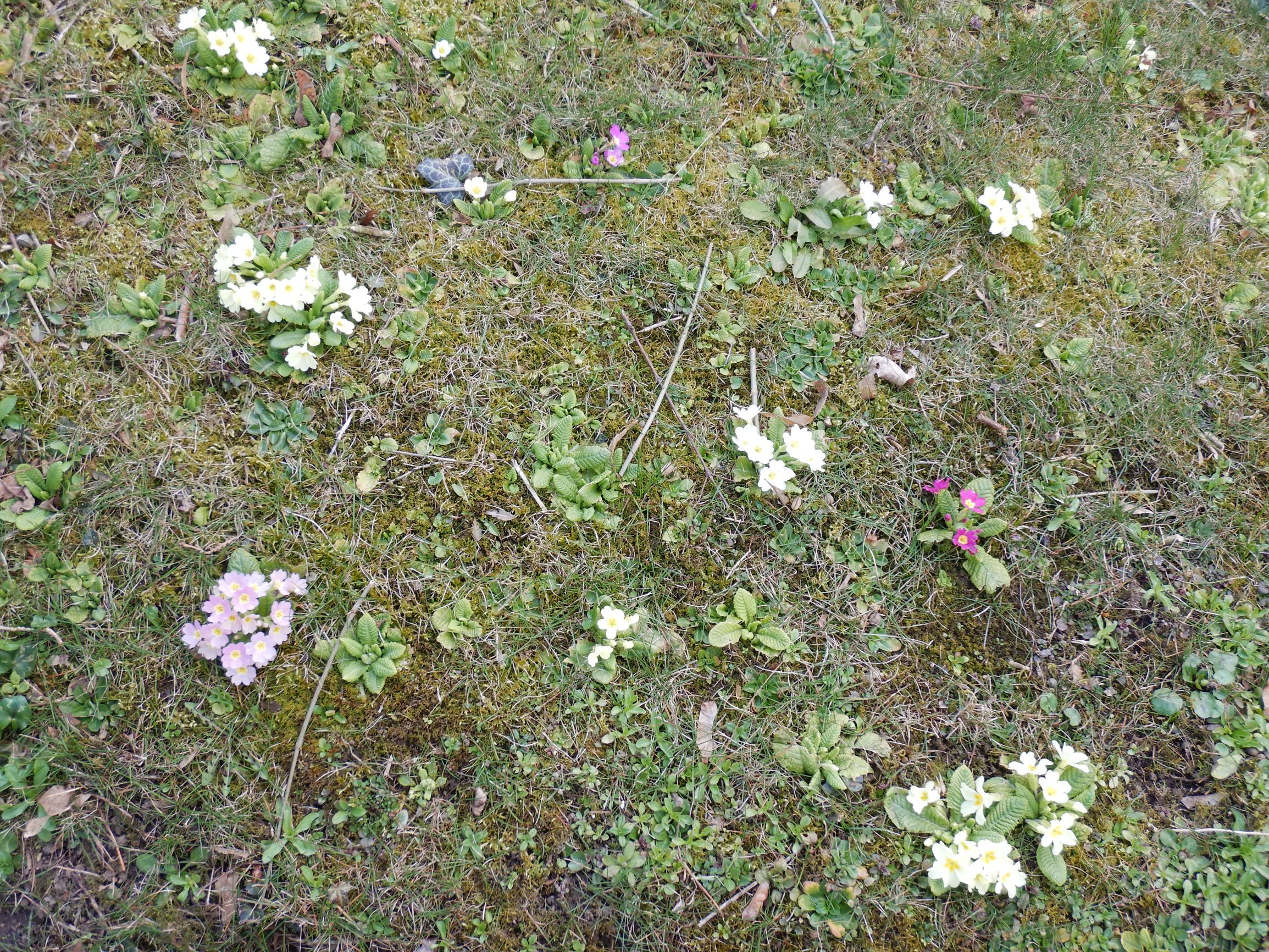 DSCN1654 friedhof hainburg, 2021-03-15, primula vulgaris.JPG