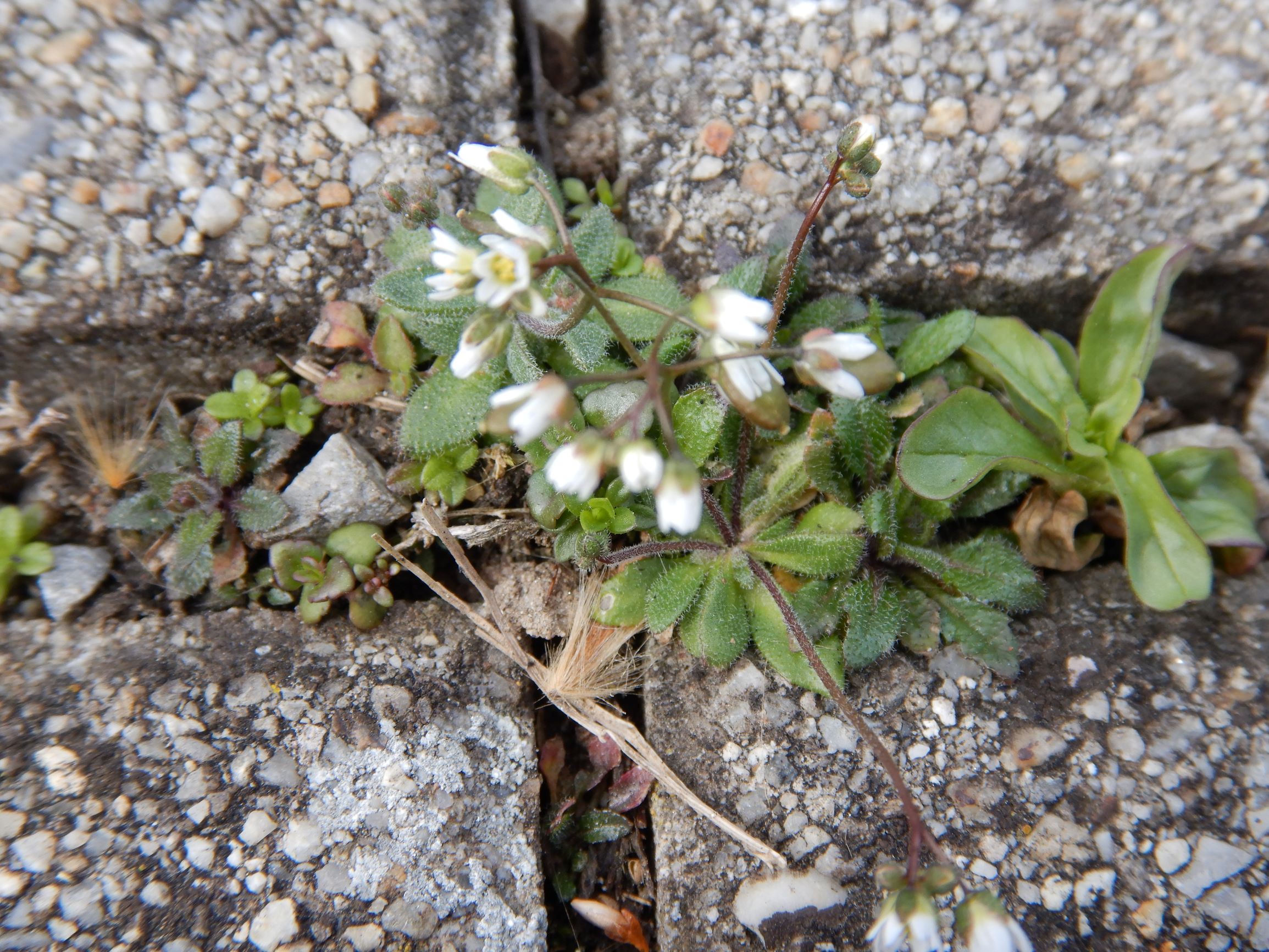 DSCN1579 friedhof hainburg, 2021-03-15, draba boerhaavii.JPG