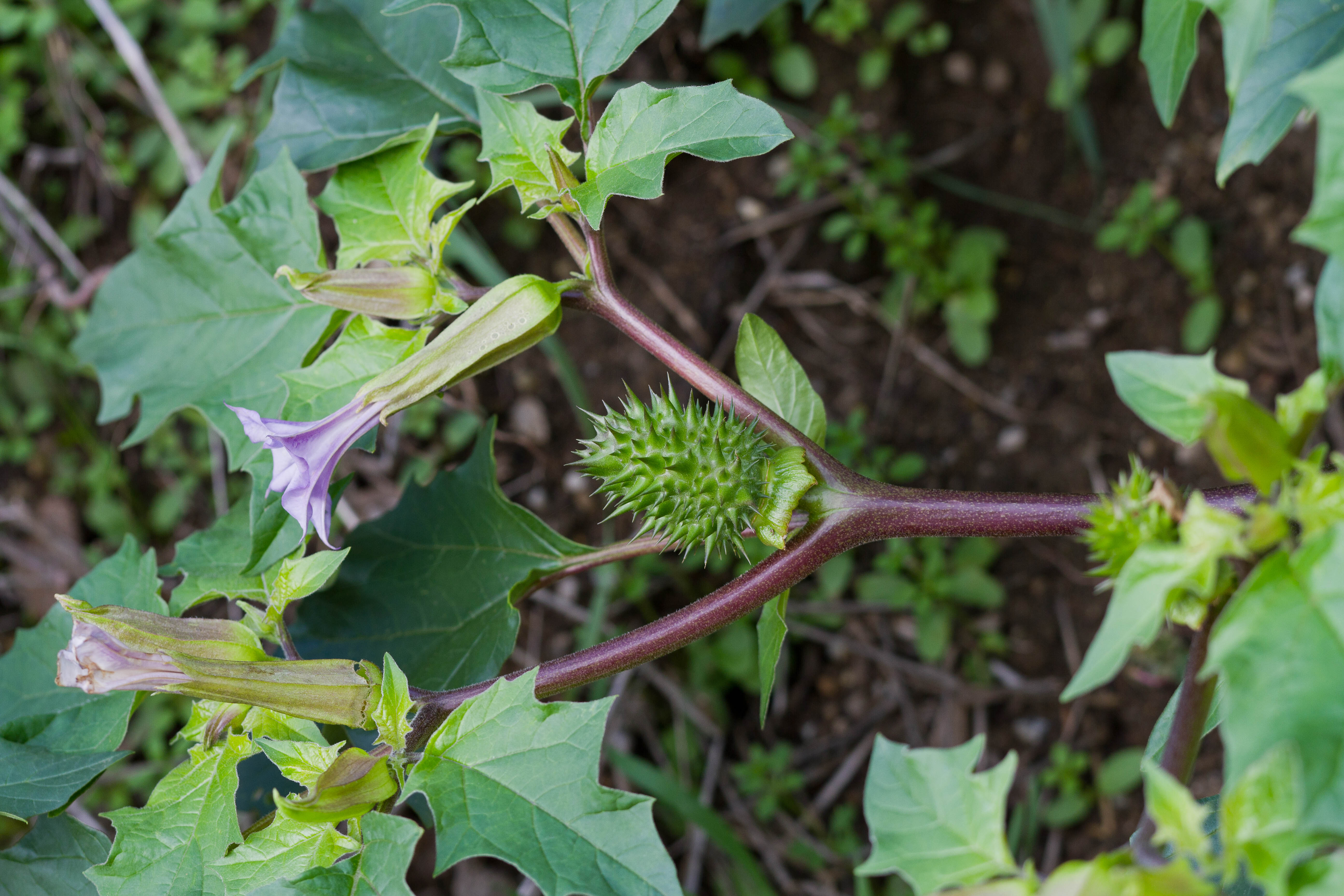 Solanaceae_Datura stramonium var tatula.jpg