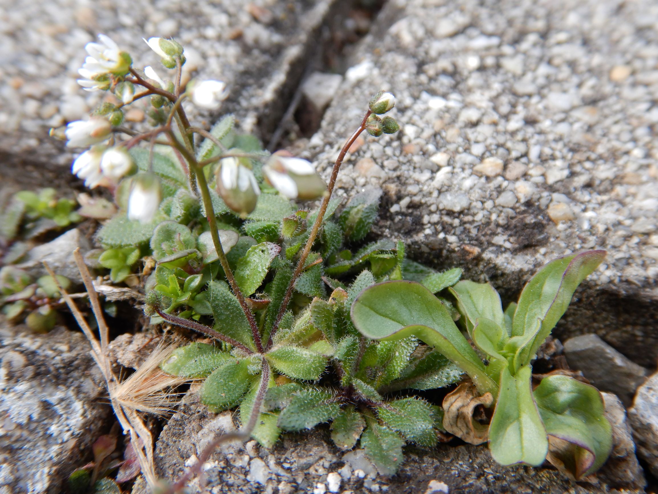 DSCN1581 friedhof hainburg, 2021-03-15, draba boerhaavii.JPG