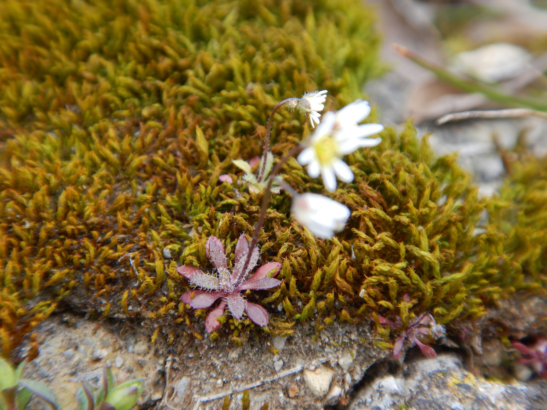 DSCN1700 friedhof hainburg, 2021-03-15, draba boerhaavii.JPG