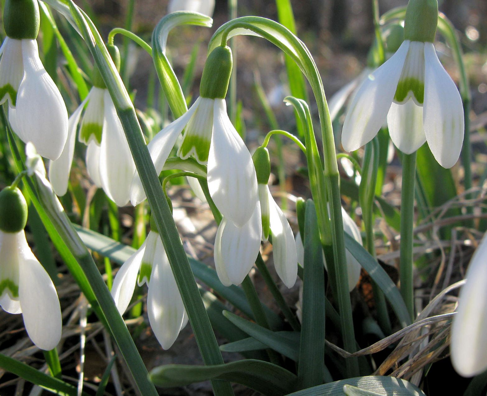 Galanthus nivalis Schneeglöckchen, Thenauriegel Randbereich 24.03.2011 C (2).JPG