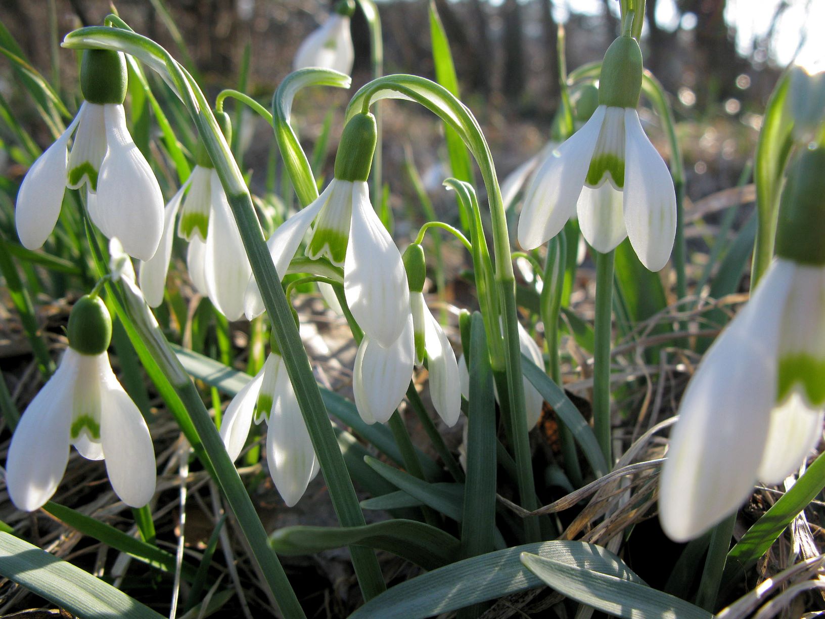 Galanthus nivalis Schneeglöckchen, Thenauriegel Randbereich 24.03.2011 C (1).JPG