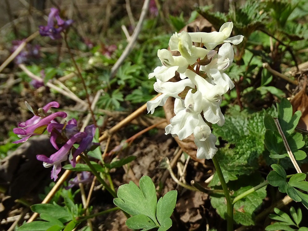 corydalis cava_sulm.jpg