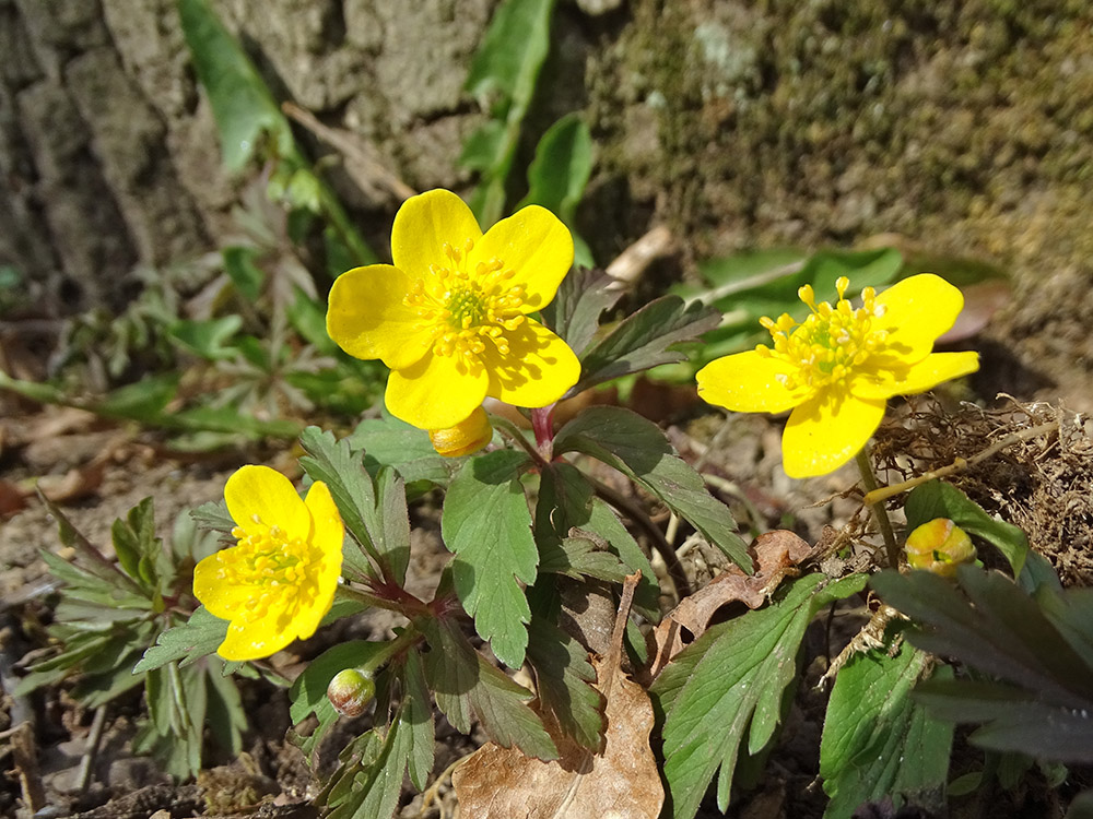 anemone ranunculoides_sulm.jpg