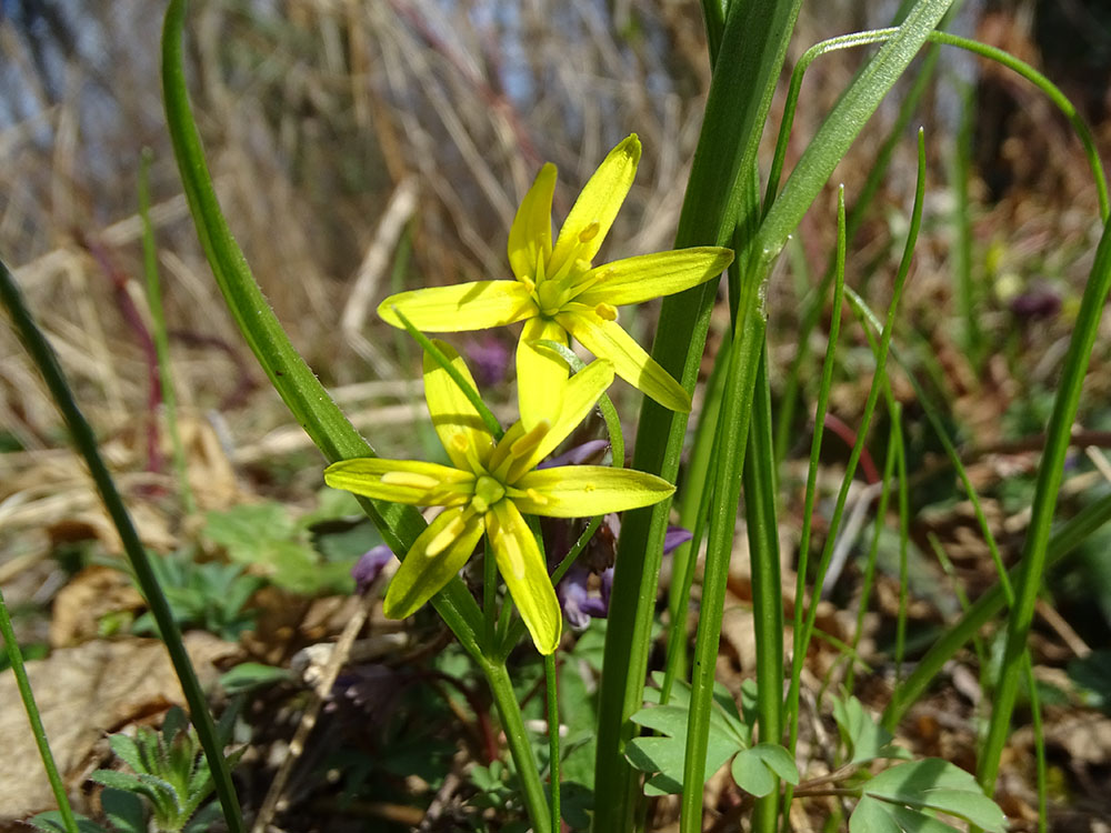 gagea lutea_sulm.jpg