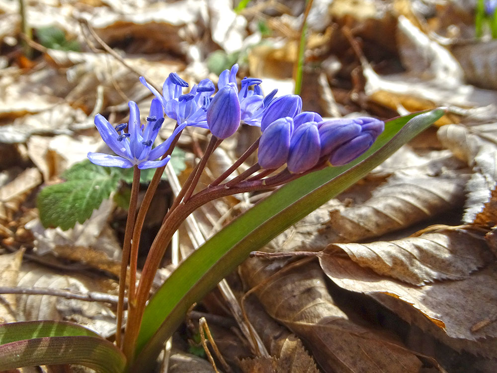 scilla drunensis2_sulm.jpg