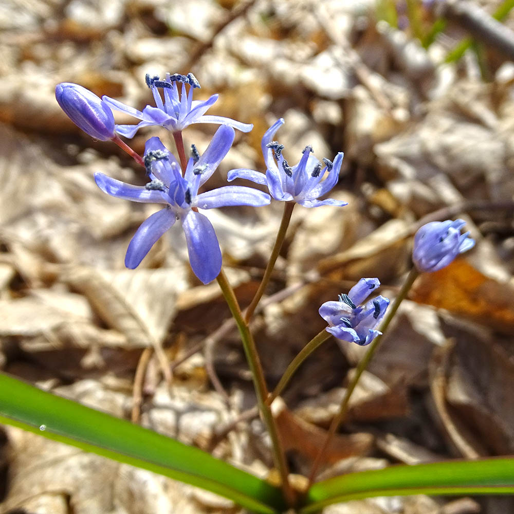 scilla drunensis_sulm.jpg