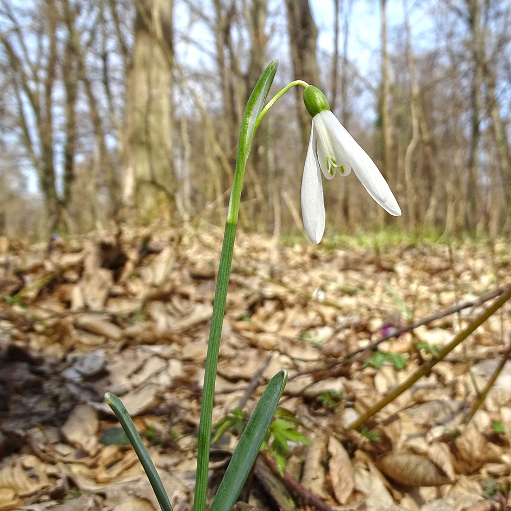 galanthus nivalis_sulm.jpg