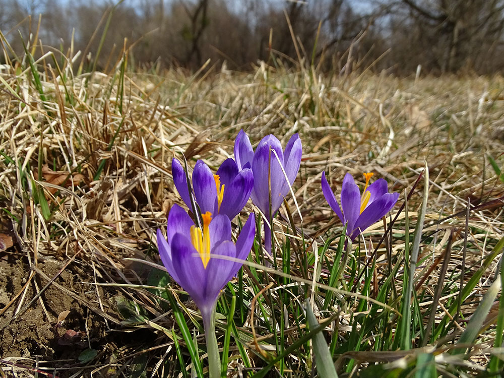 crocus vernus_sulm.jpg