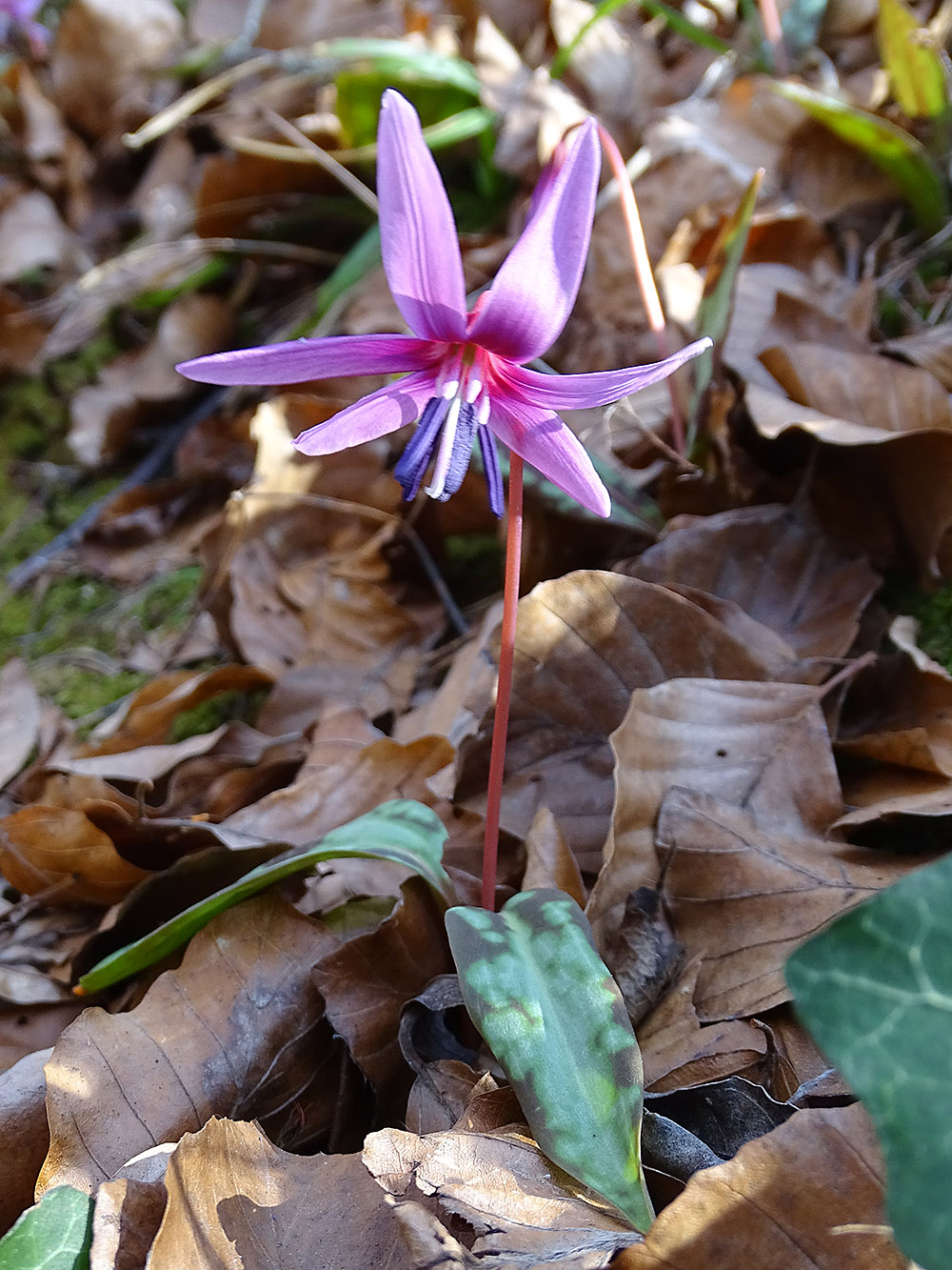 erythronium dens-canis_kogelberg3.jpg