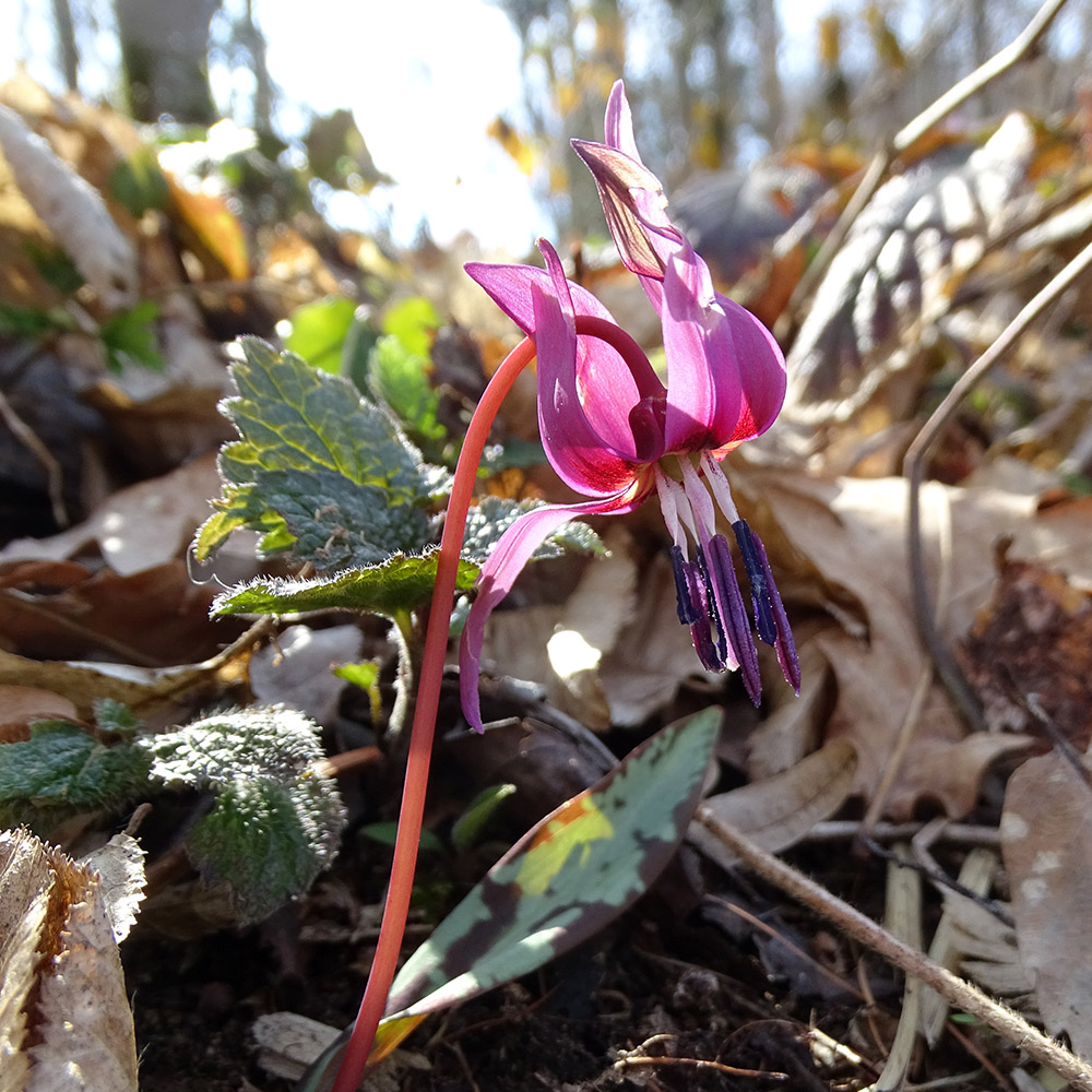 erythronium dens-canis_kogelberg2.jpg