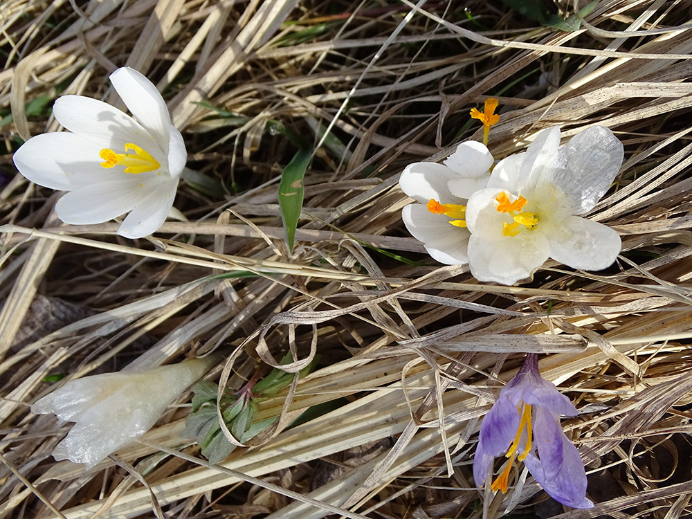 crocus_exiguus_weiss_sulm1.jpg