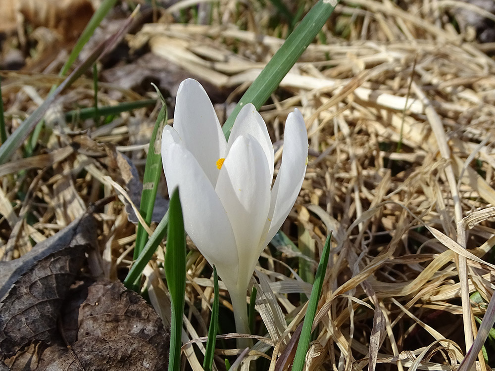 crocus_weiss_sulm1.jpg