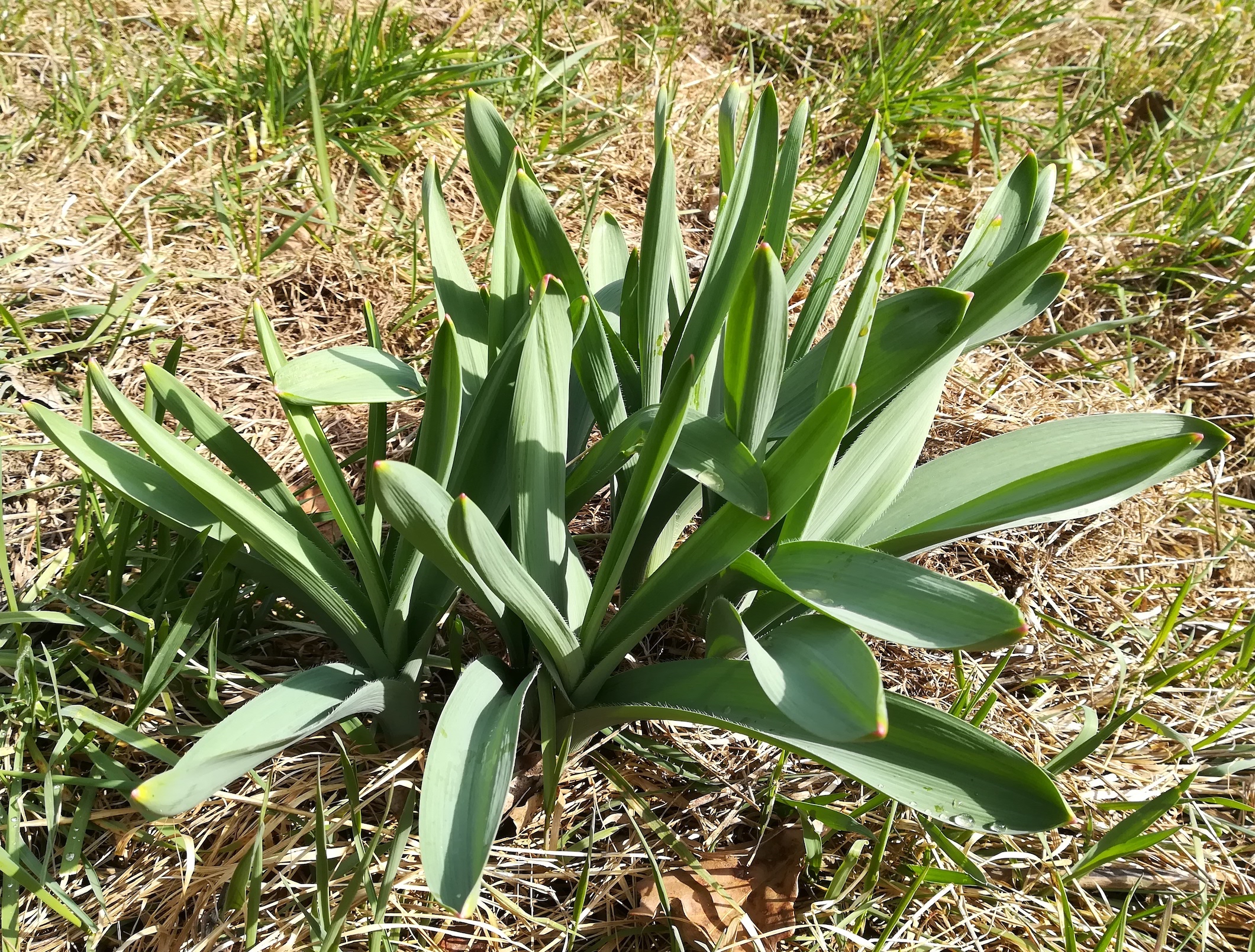 allium stipitatum donauinsel höhe praterbrücke_20210320_112148.jpg