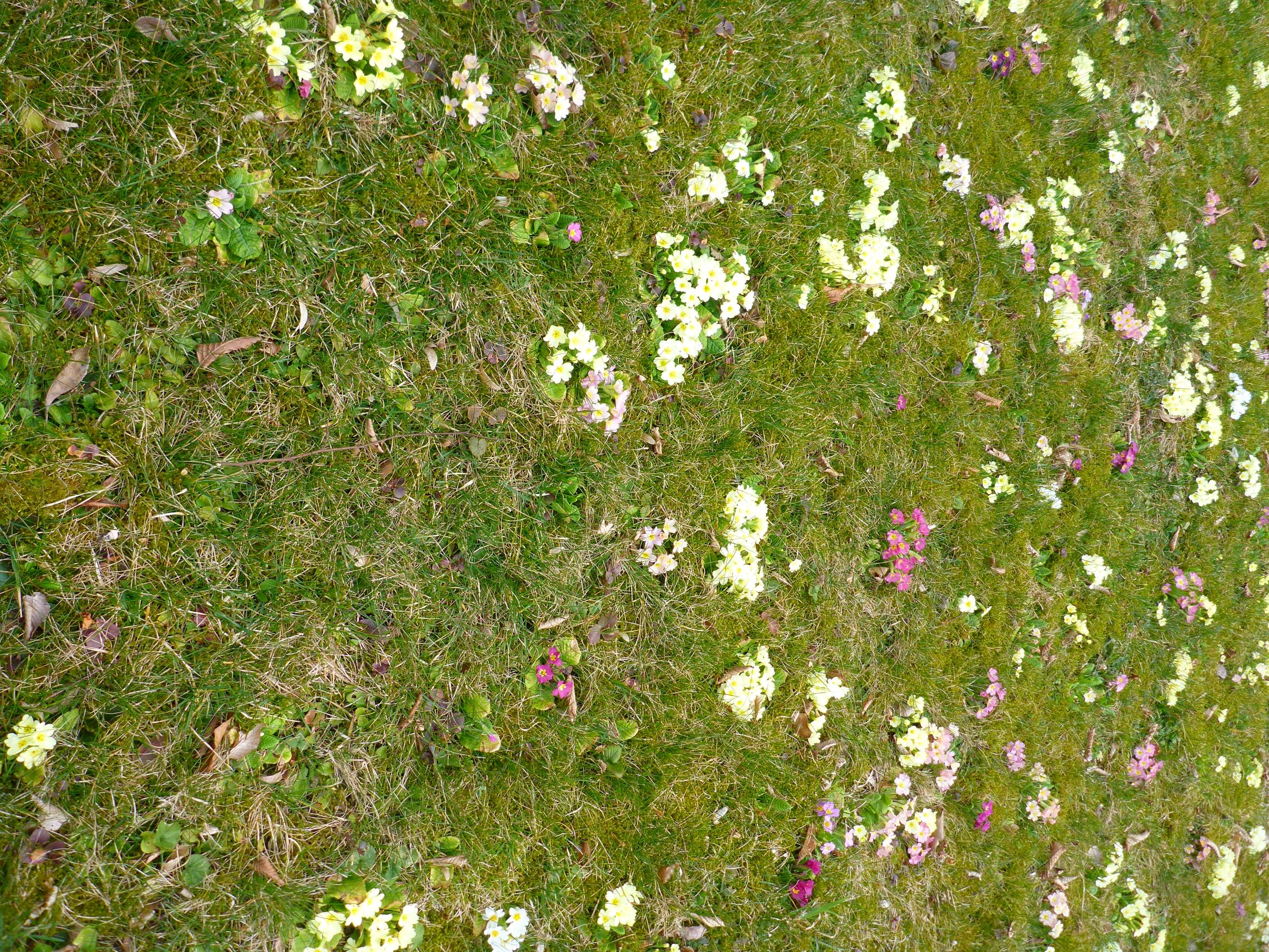 P1580453 primula vulgaris bunt, zwettl-NÖ, nahe BH, 2019-03-28.JPG