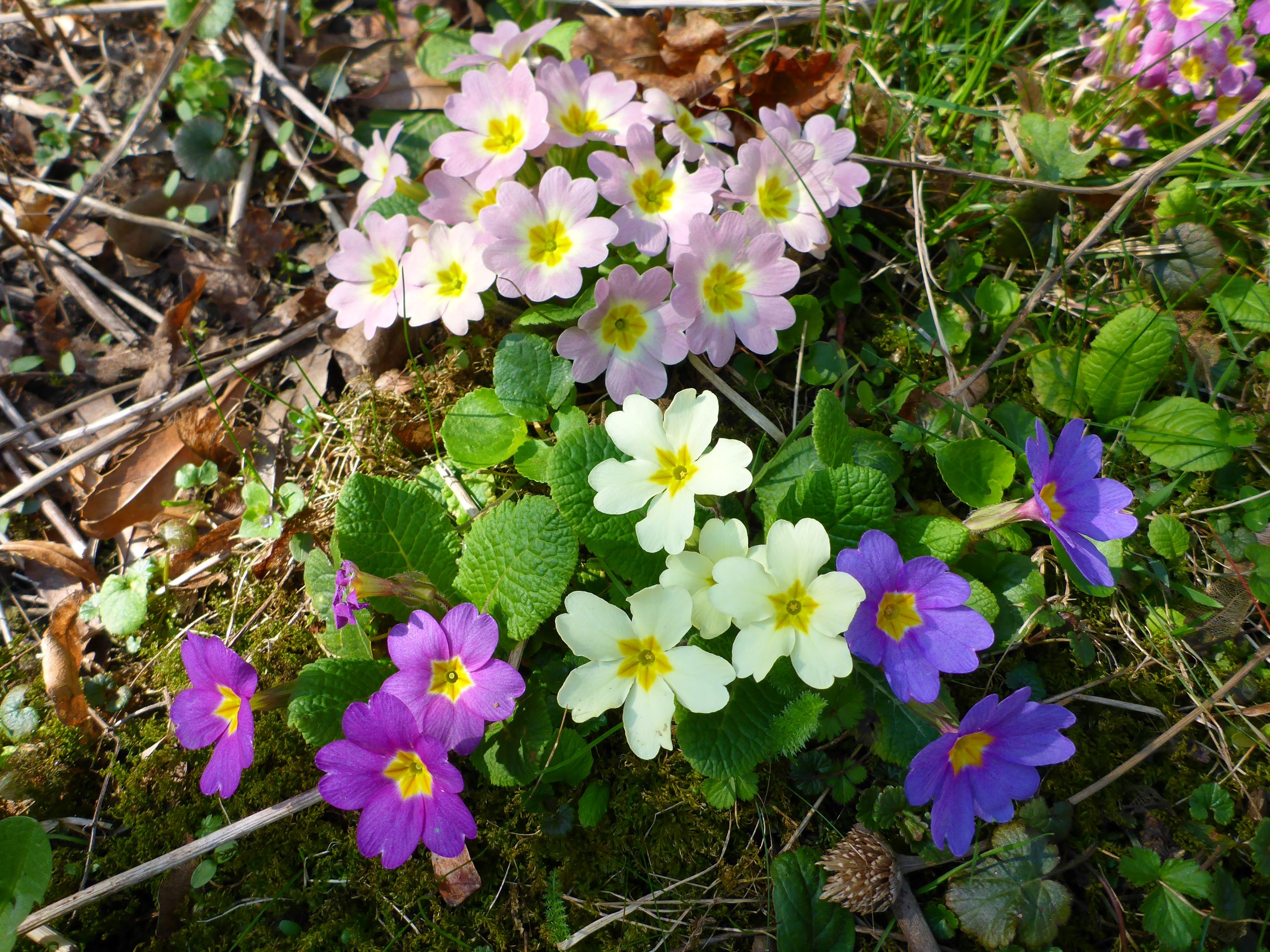 P1580531 primula vulgaris bunt, wien-aspern-stadlau, 2019-03-29.JPG