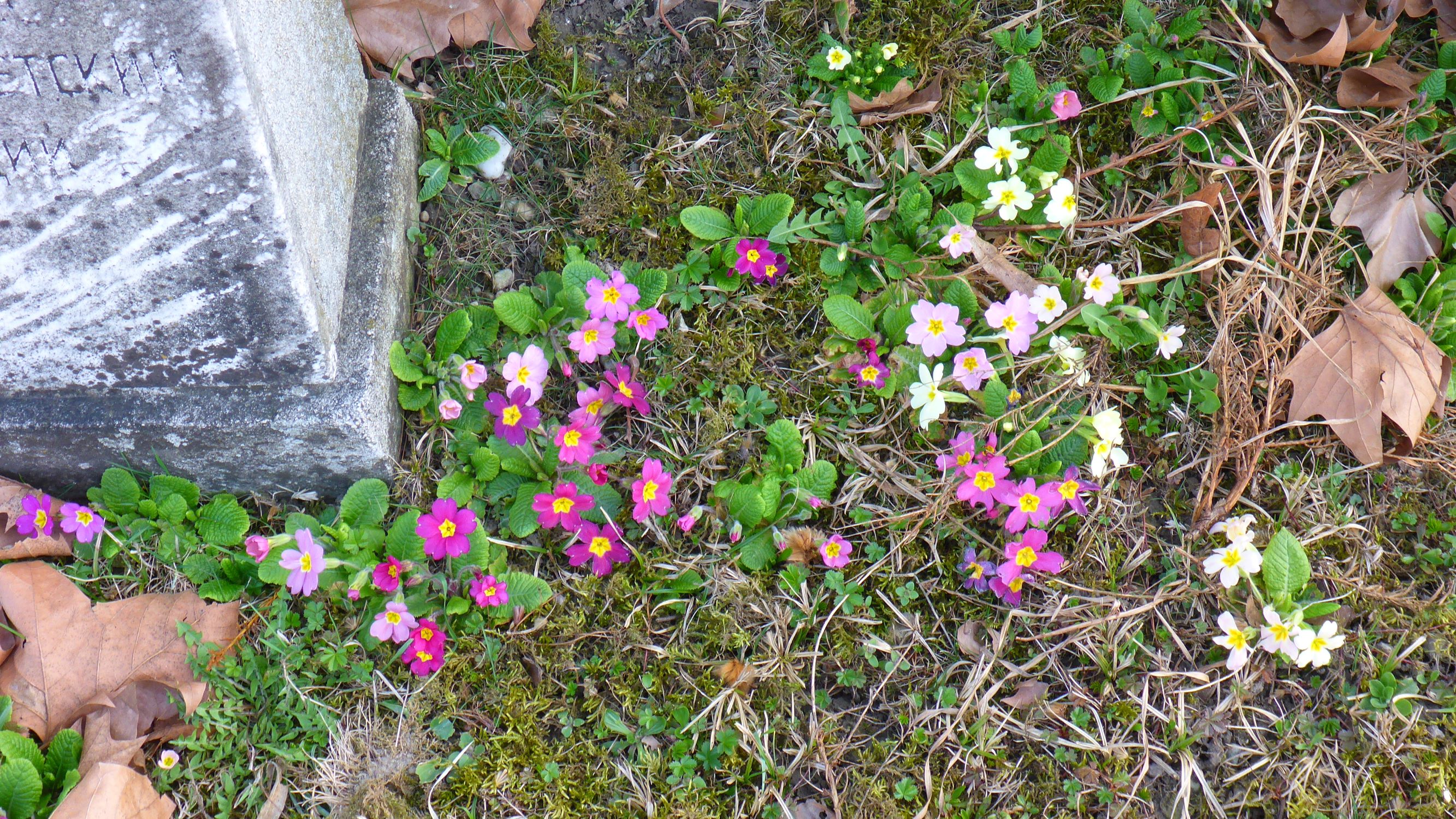 P1580622 primula vulgaris bunt, friedhof wien-aspern, 2019-03-29.JPG