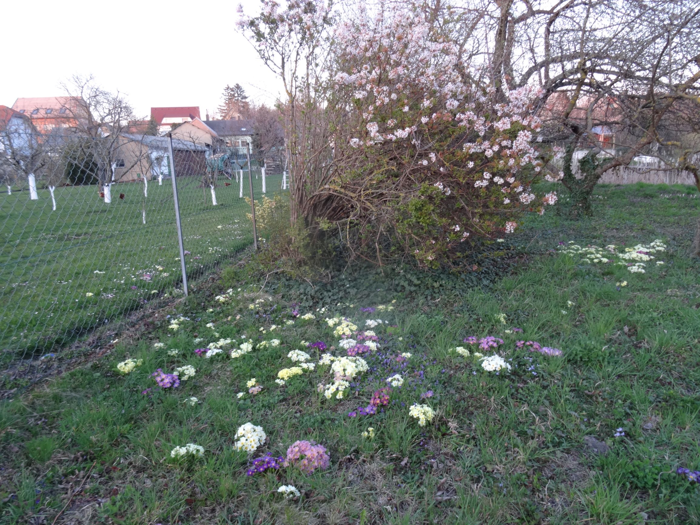 DSC05186 primula vulgaris bunt, prellenkirchen, 2019-03-30.JPG