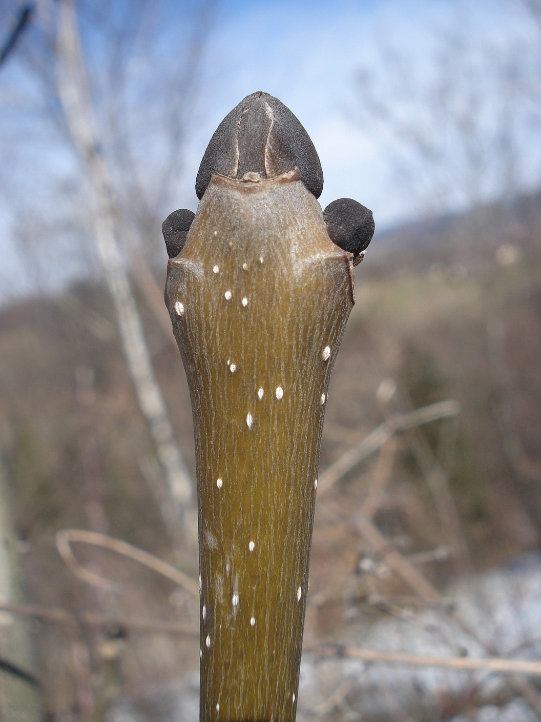 Fraxinus.excelsior.St-Leutschach.Schlossberg.Grill.21.Mär.2021.JPG