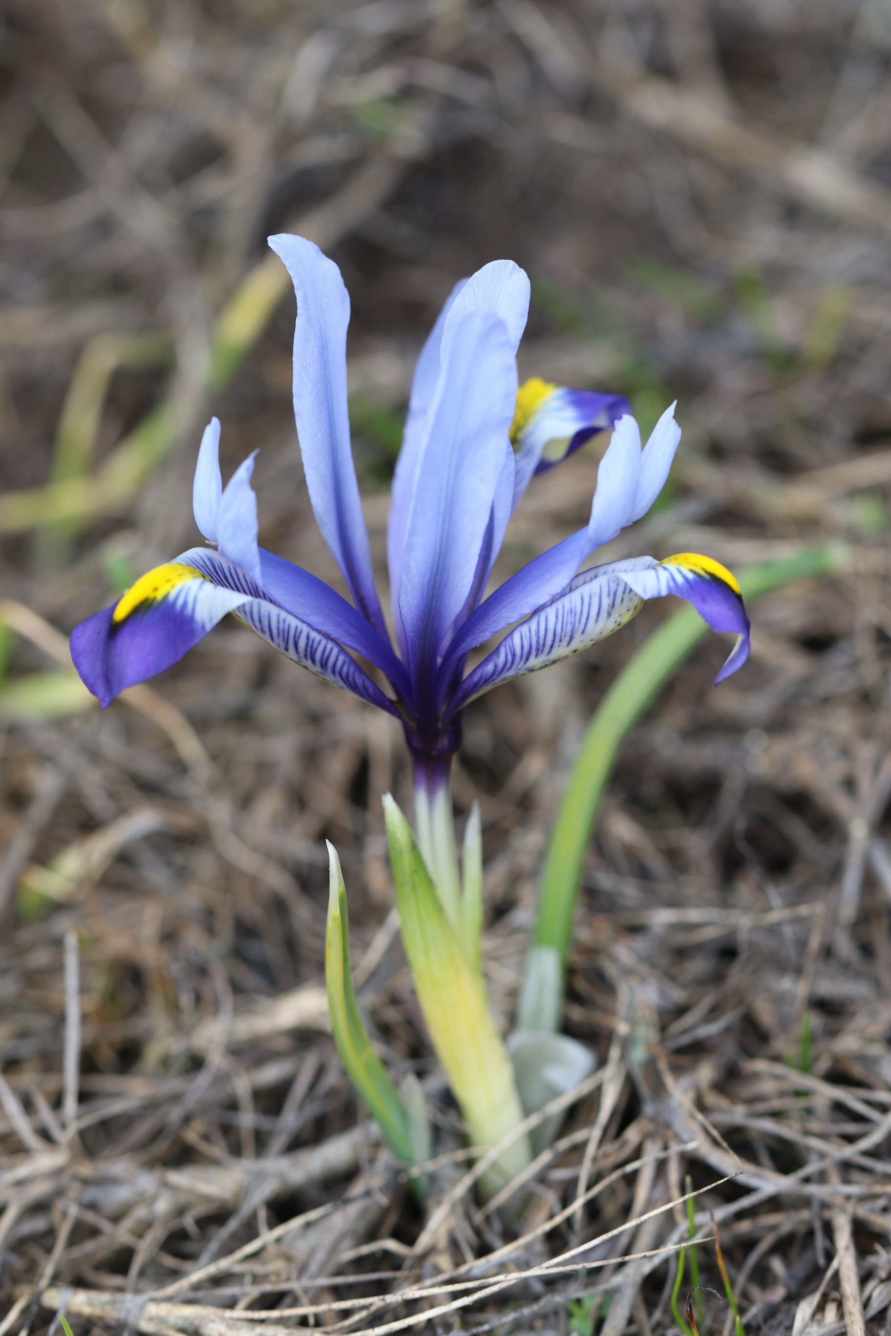 Iris.reticulata.Iran-Elburs.Sarein.28 .5.19.JPG