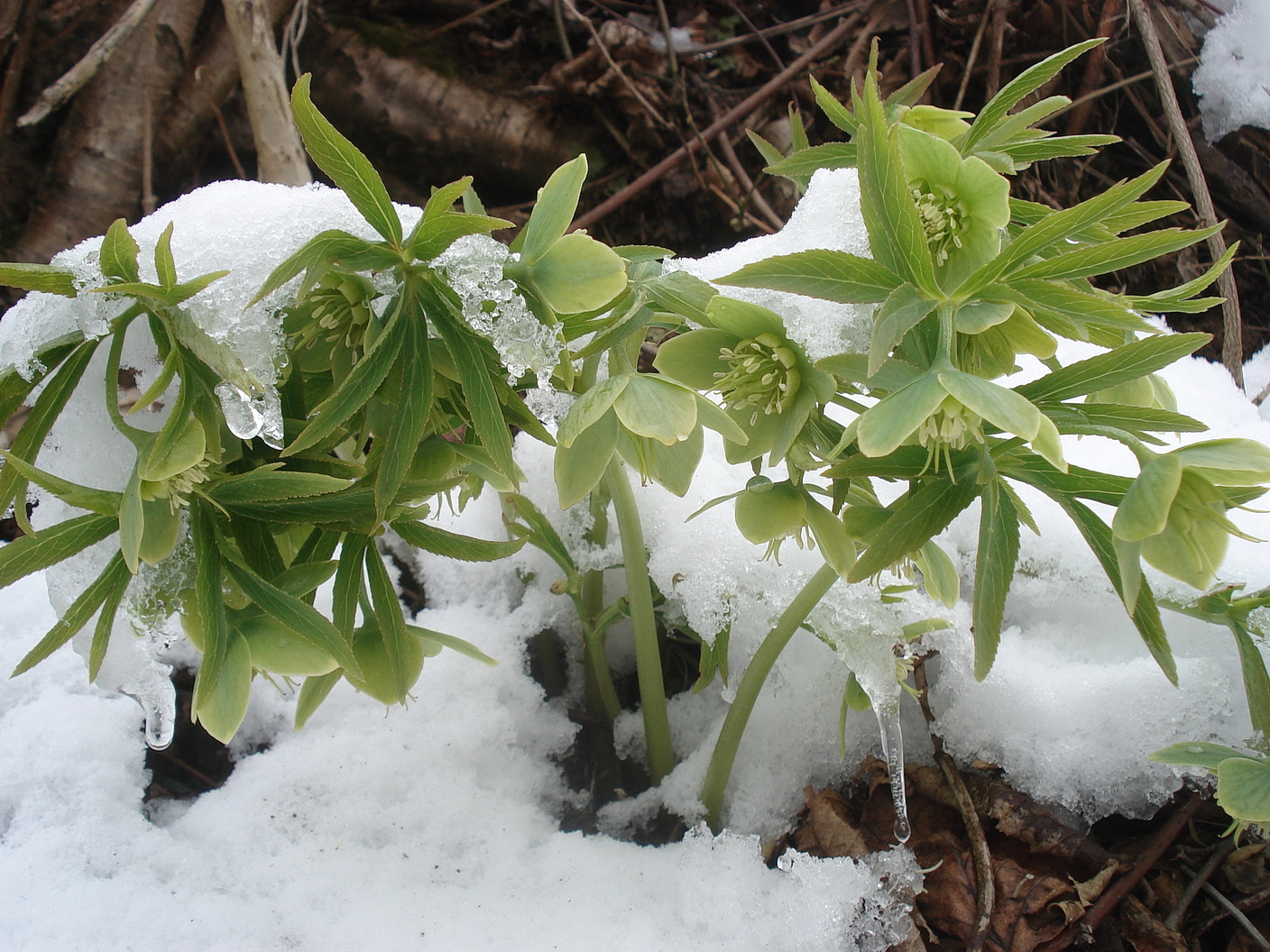 Helleborus.viridis.St-Seggauberg 21.03.2021.JPG