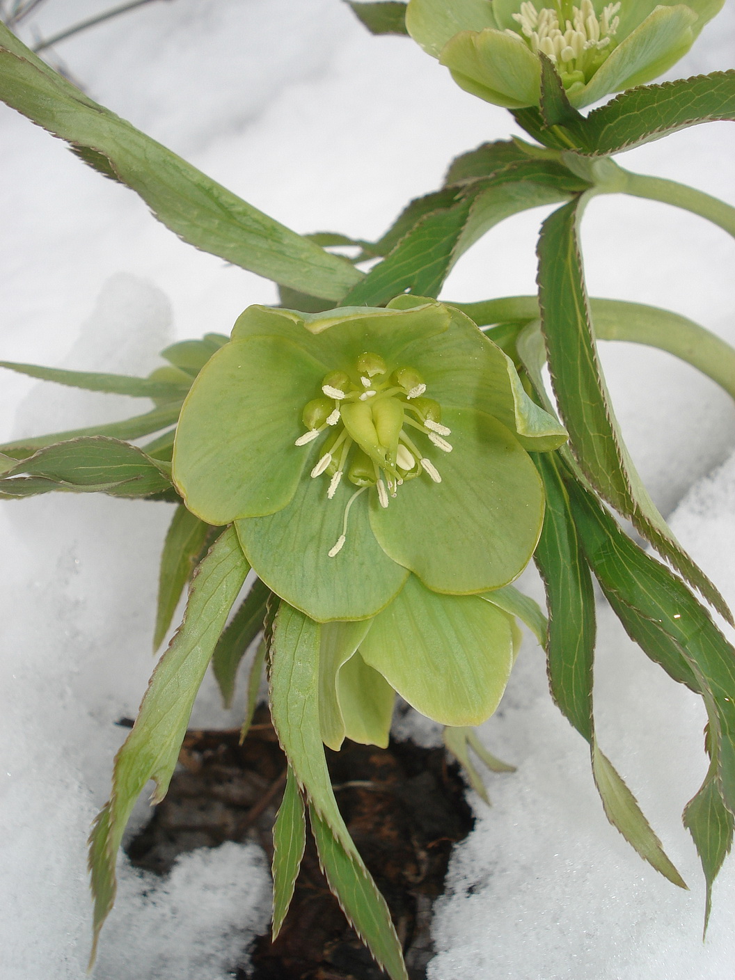 Helleborus.viridis.St-Seggauberg.21.03.2021.JPG