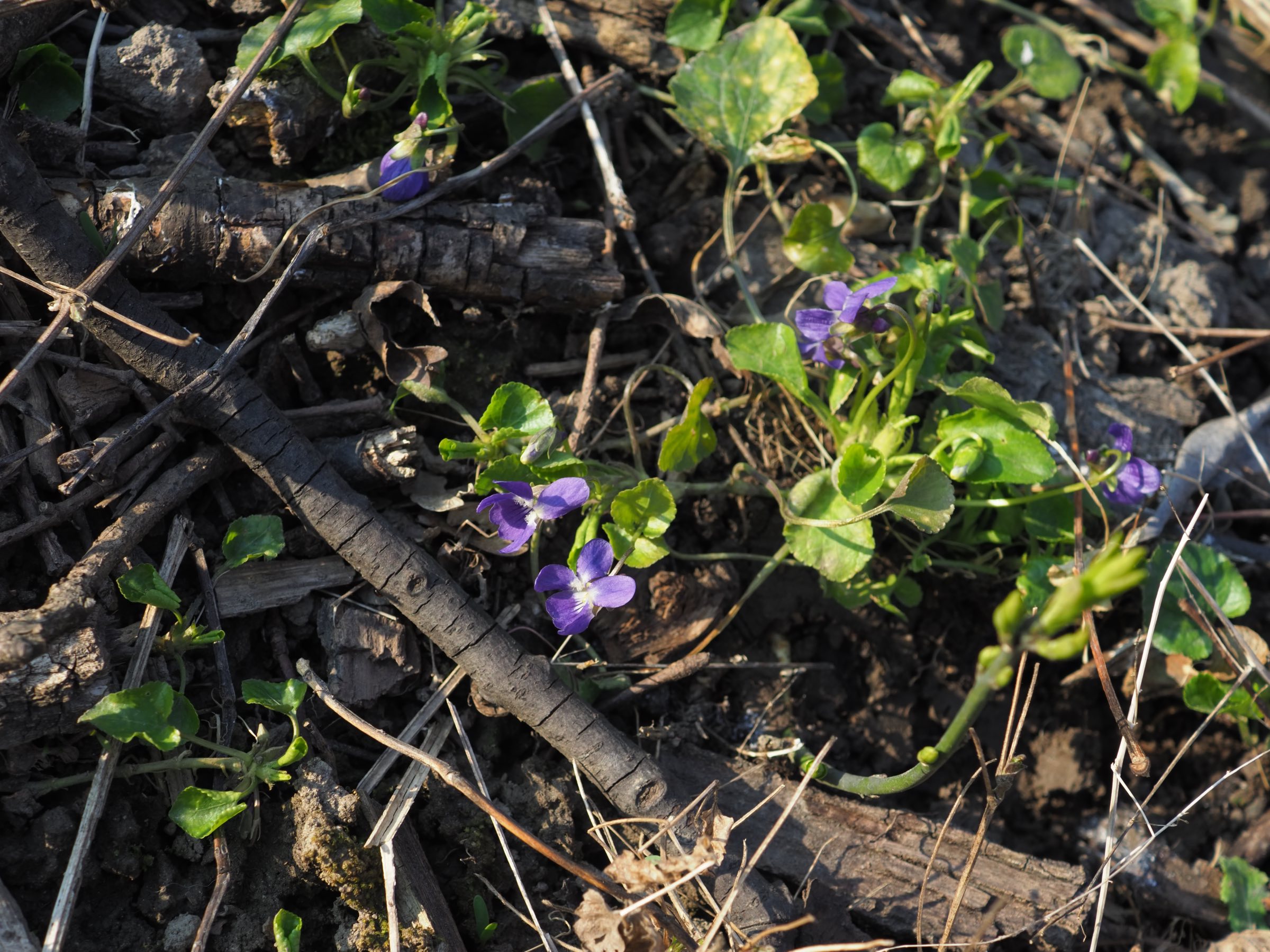 20210325 Viola suavis x odorata - Habitus.jpg