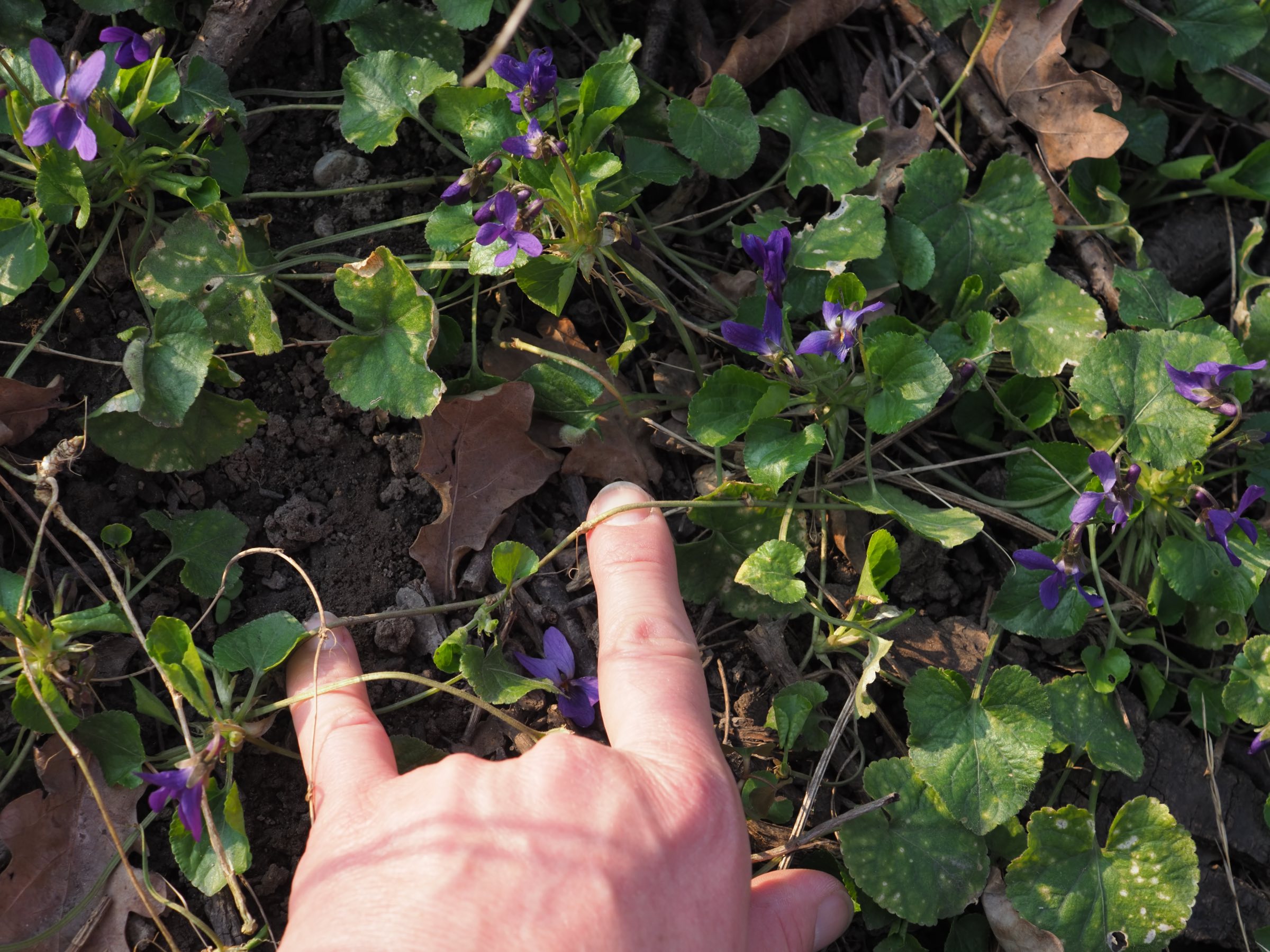 20210325 Viola odorata - Habitus + Ausläufer.jpg