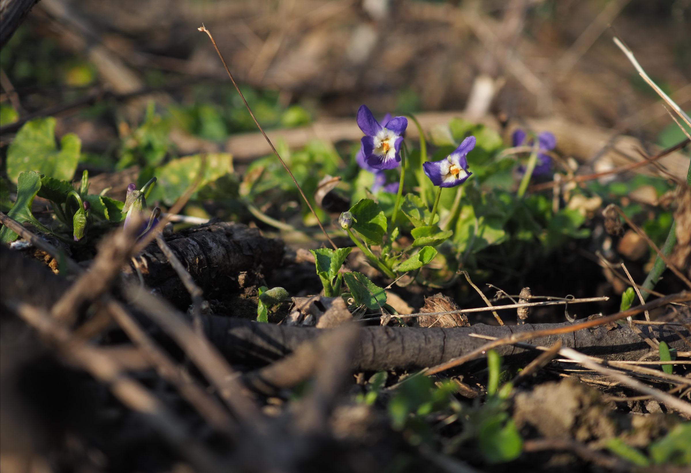 20210325 Viola suavis x odorata .jpg