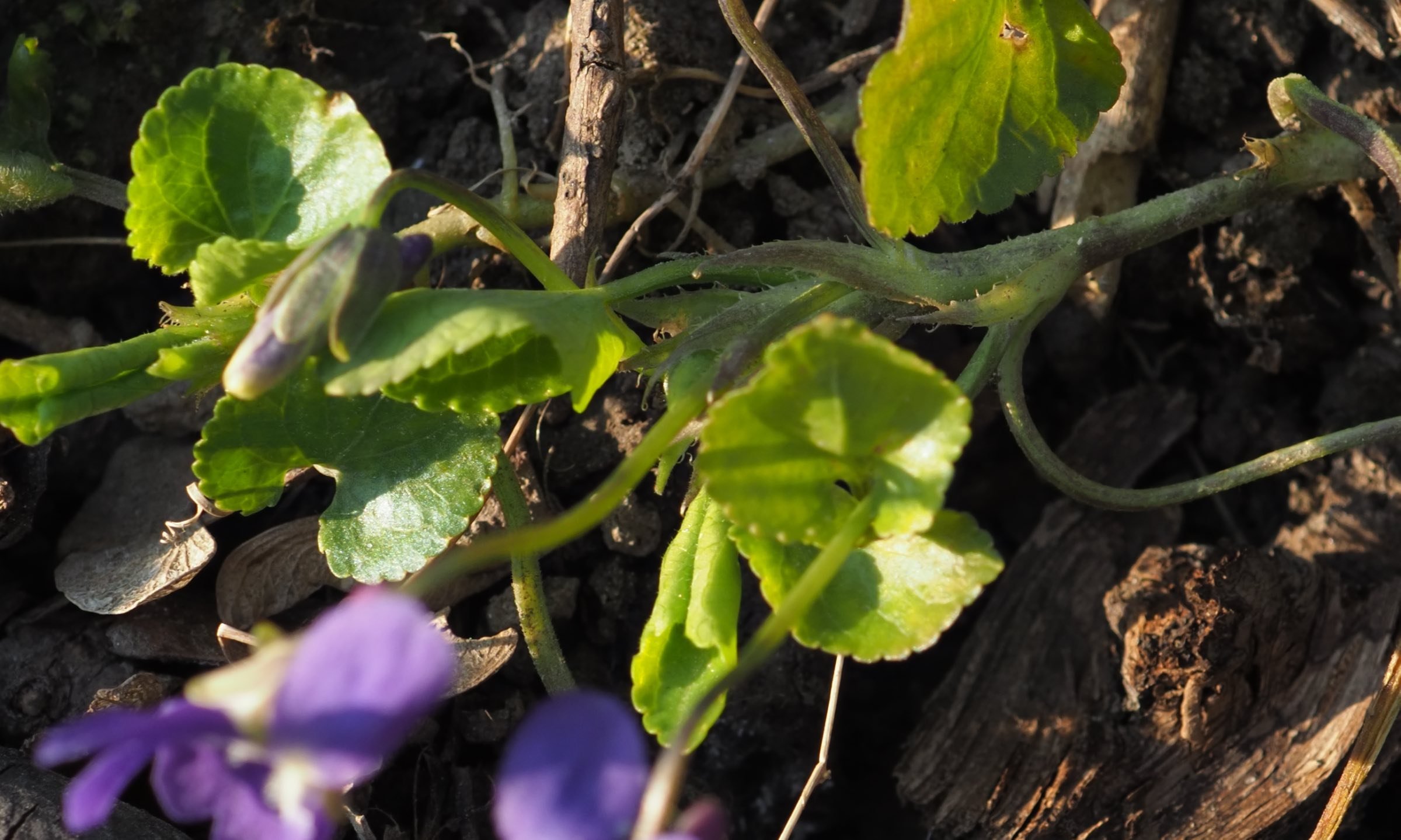 20210325 Viola suavs x odorata - Ausläufer, Vorblatt, Nebenblätter.jpg
