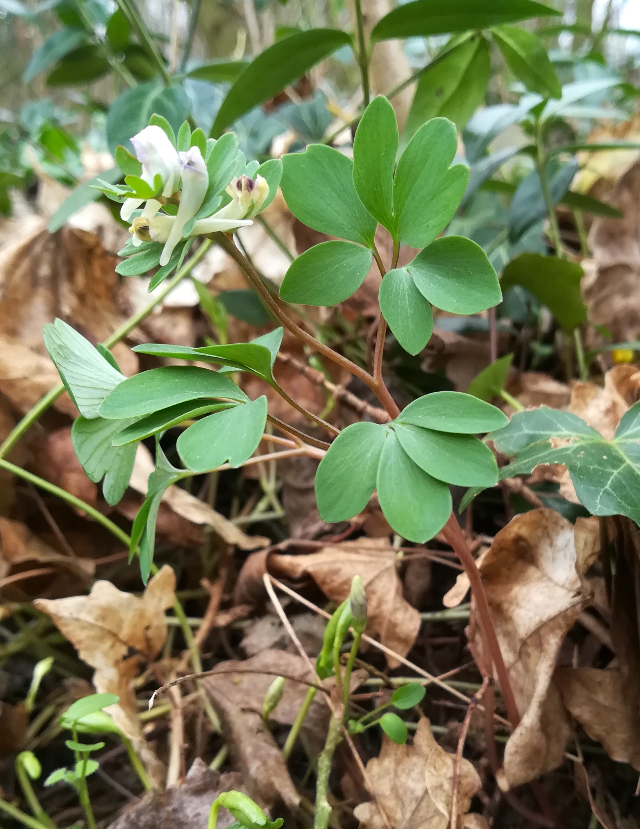 corydalis pumila regelsbrunn_20210328_145613.jpg