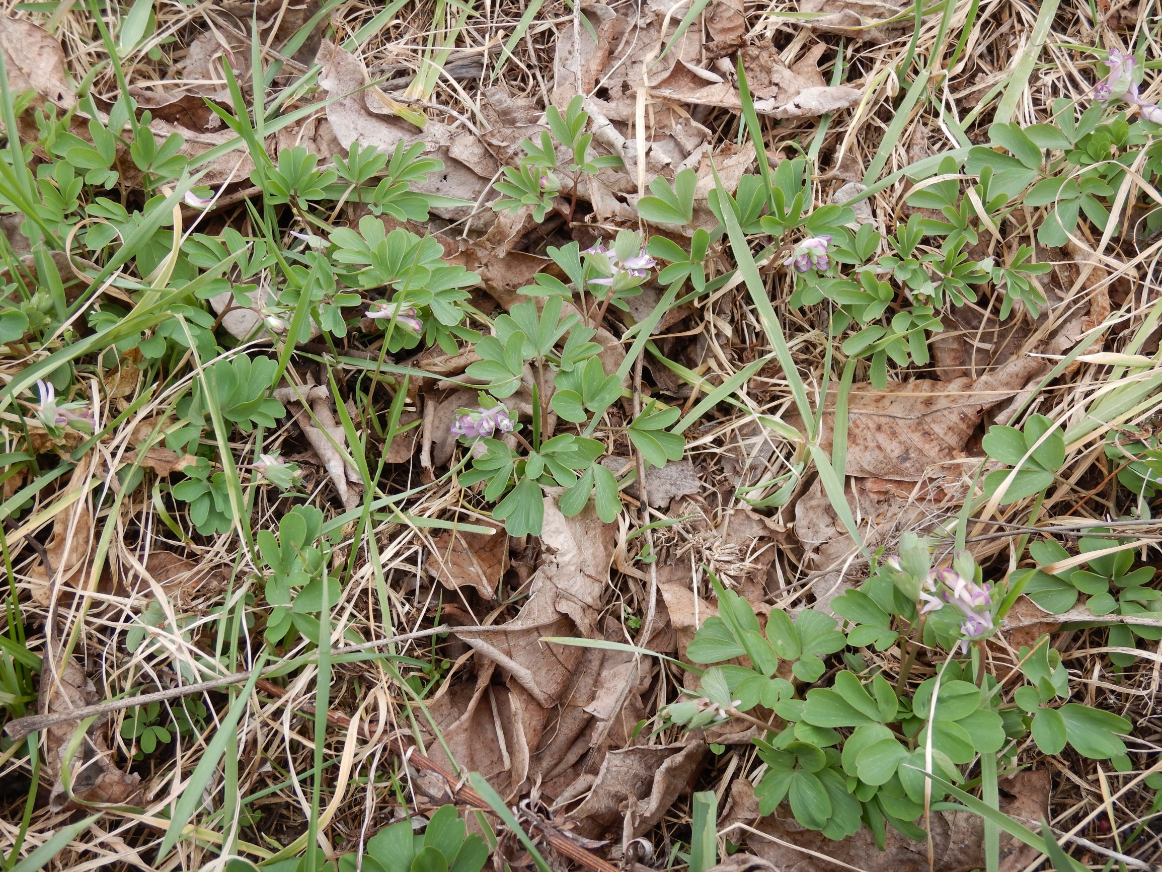 DSCN1863 corydalis pumila, 2021-03-28.JPG