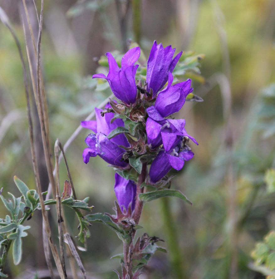 Campanula_glomerata_Galgenberg_20171028_04.jpg