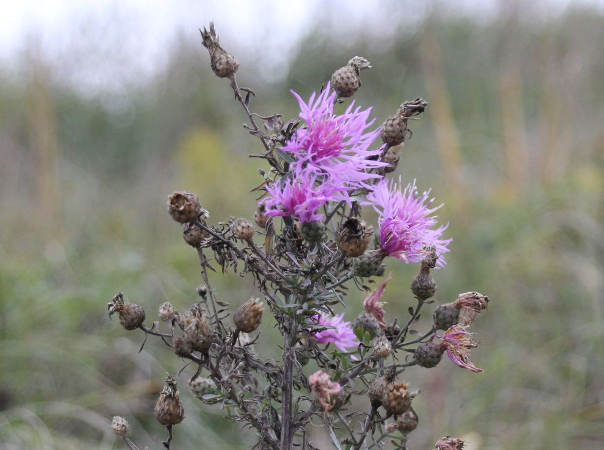 Centaurea_stoebe_Galgenberg_20171028_04.jpg