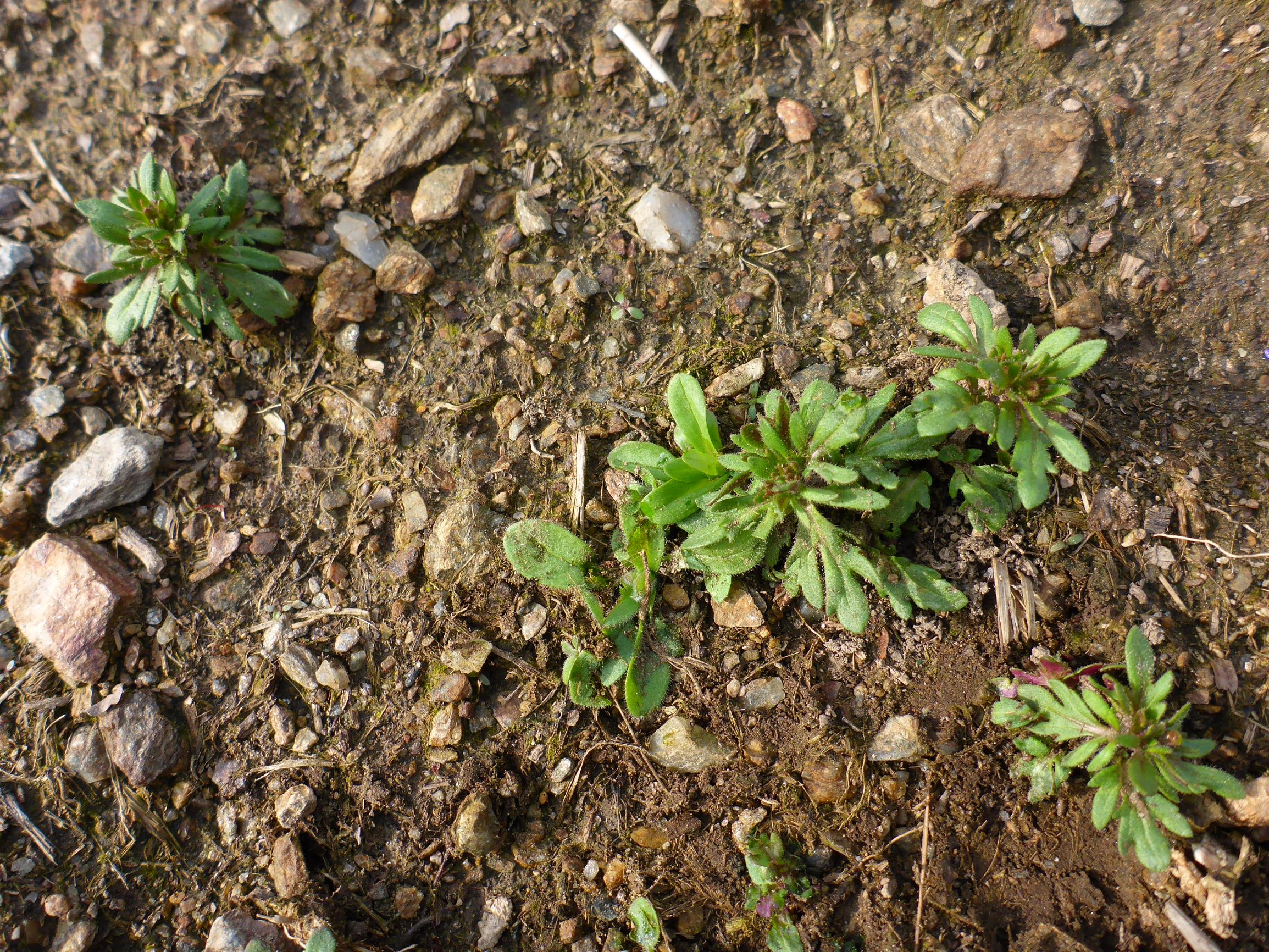 P1200227 veronica (cf.) dillenii, 20170325, leithagebirge purbach.JPG