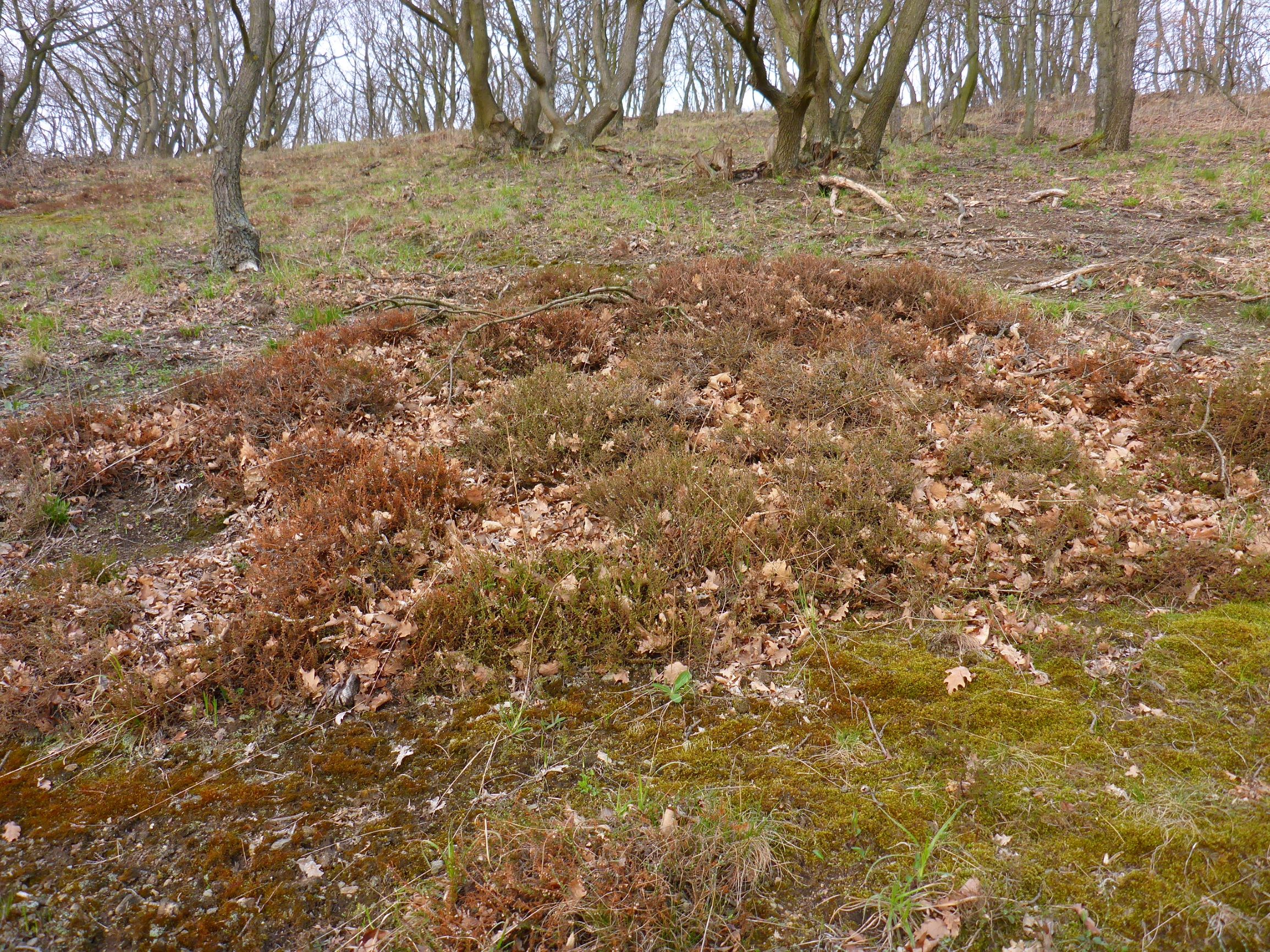 P1200270 standort veronica (cf.) dillenii, 20170325, leithagebirge purbach.JPG