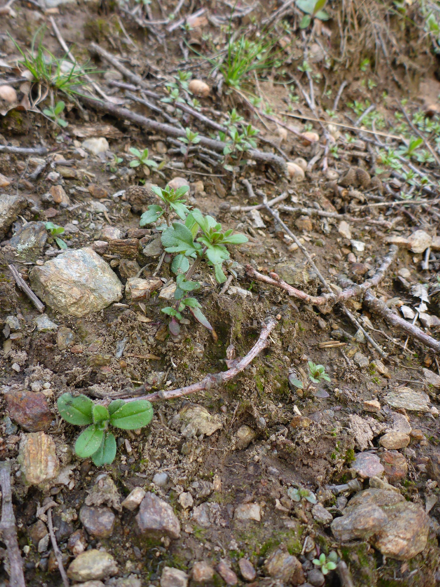 P1200272 veronica cf. dillenii, 20170325, leithagebirge purbach.JPG