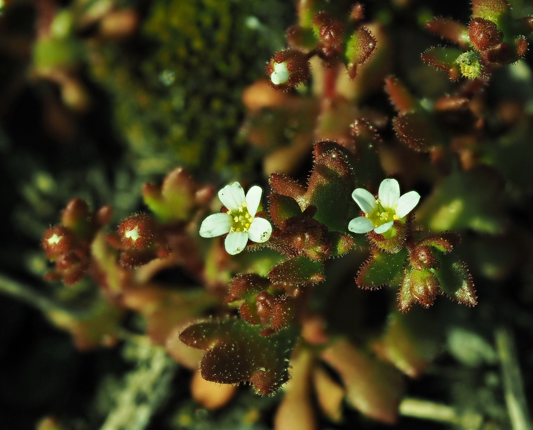 Saxifraga tridaktylites.JPG