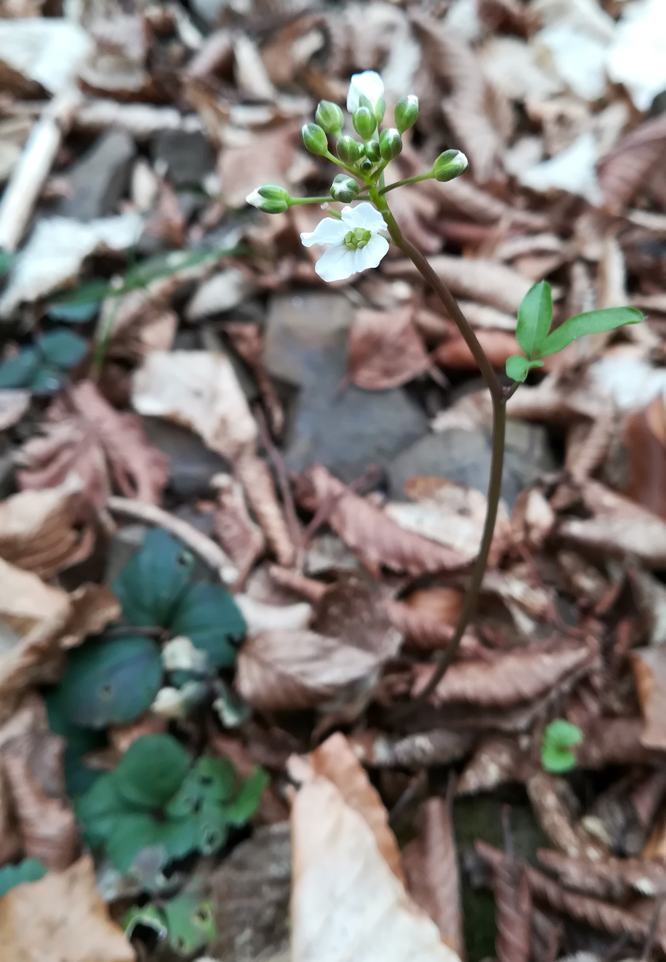 cardamine trifolia hainbach klausen-leopoldsdorf_20210402_112550.jpg