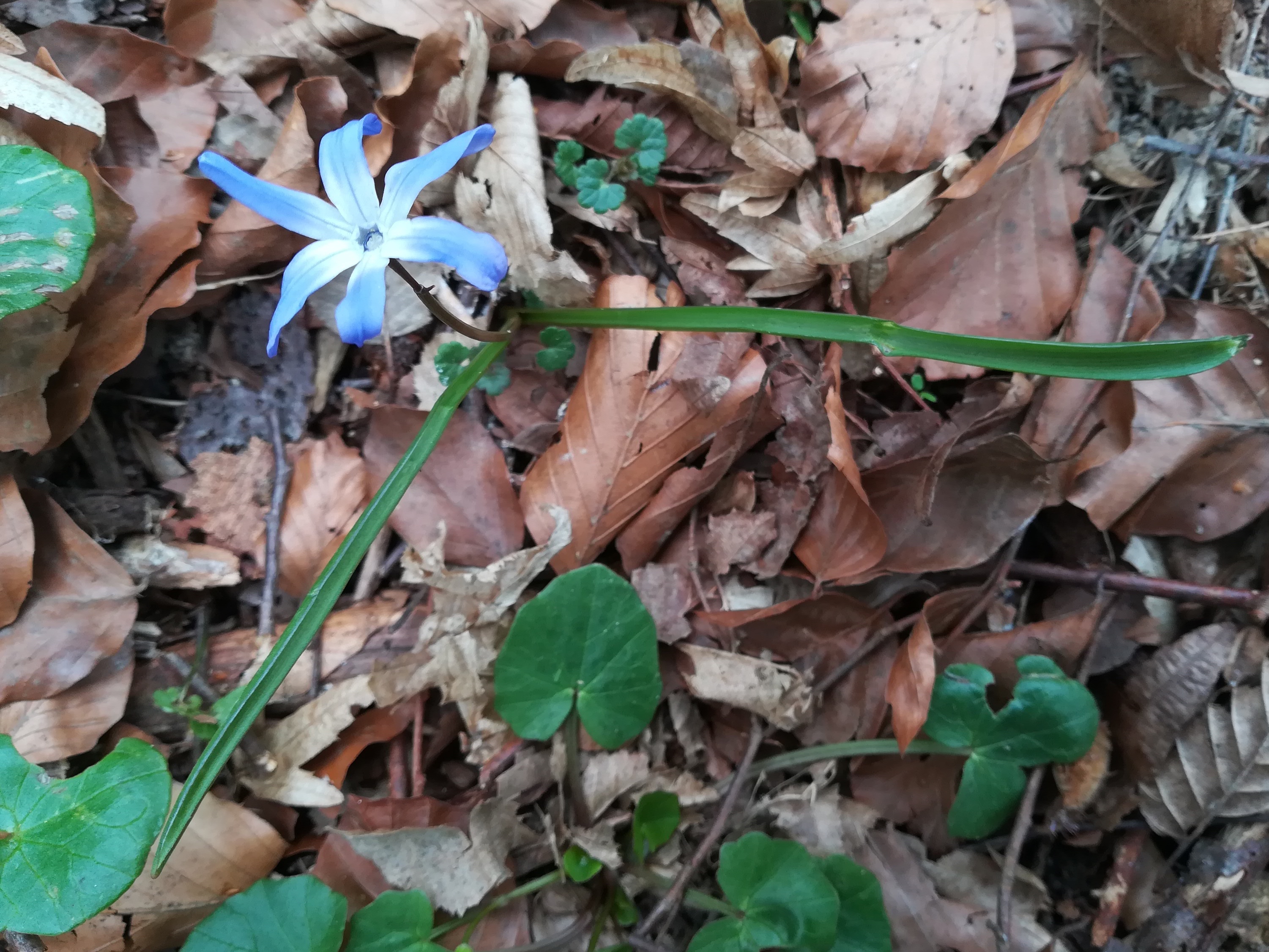 scilla cf. siehei hainbach klausen-leopoldsdorf_20210402_111011.jpg