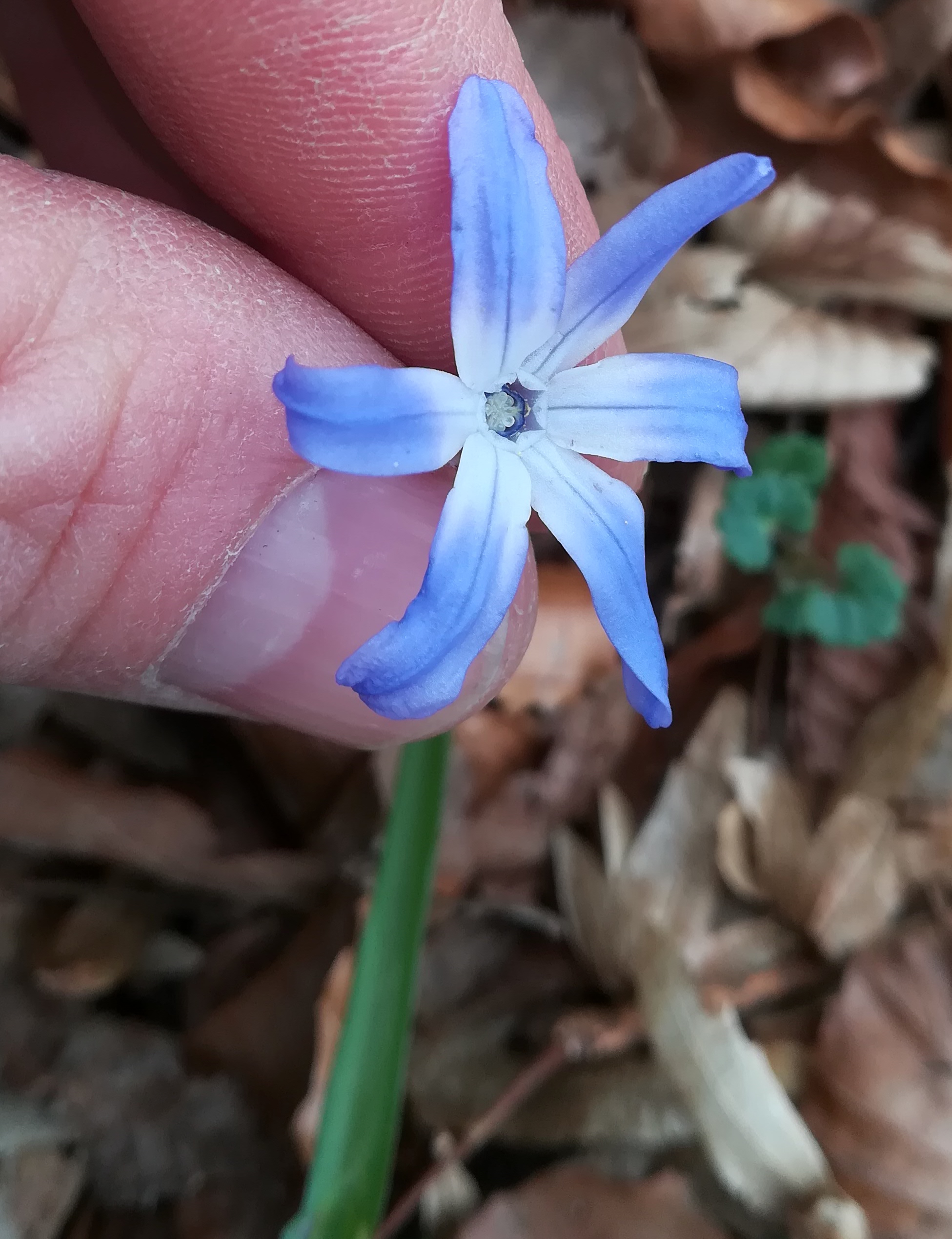 scilla cf. siehei hainbach klausen-leopoldsdorf_20210402_111152.jpg