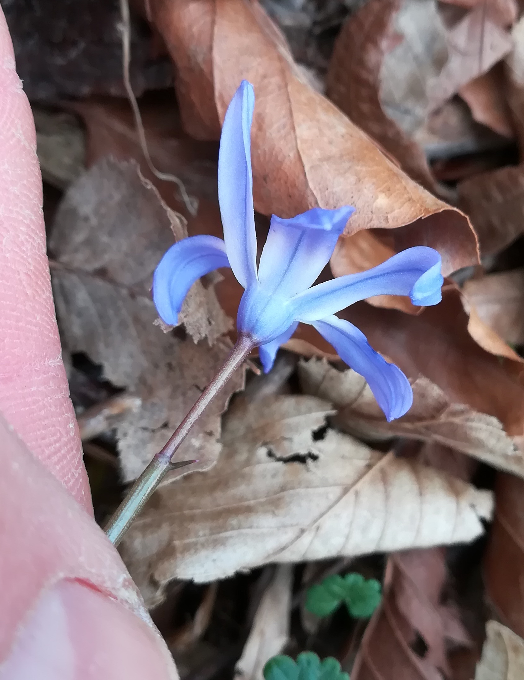 scilla cf. siehei hainbach klausen-leopoldsdorf_20210402_111120.jpg