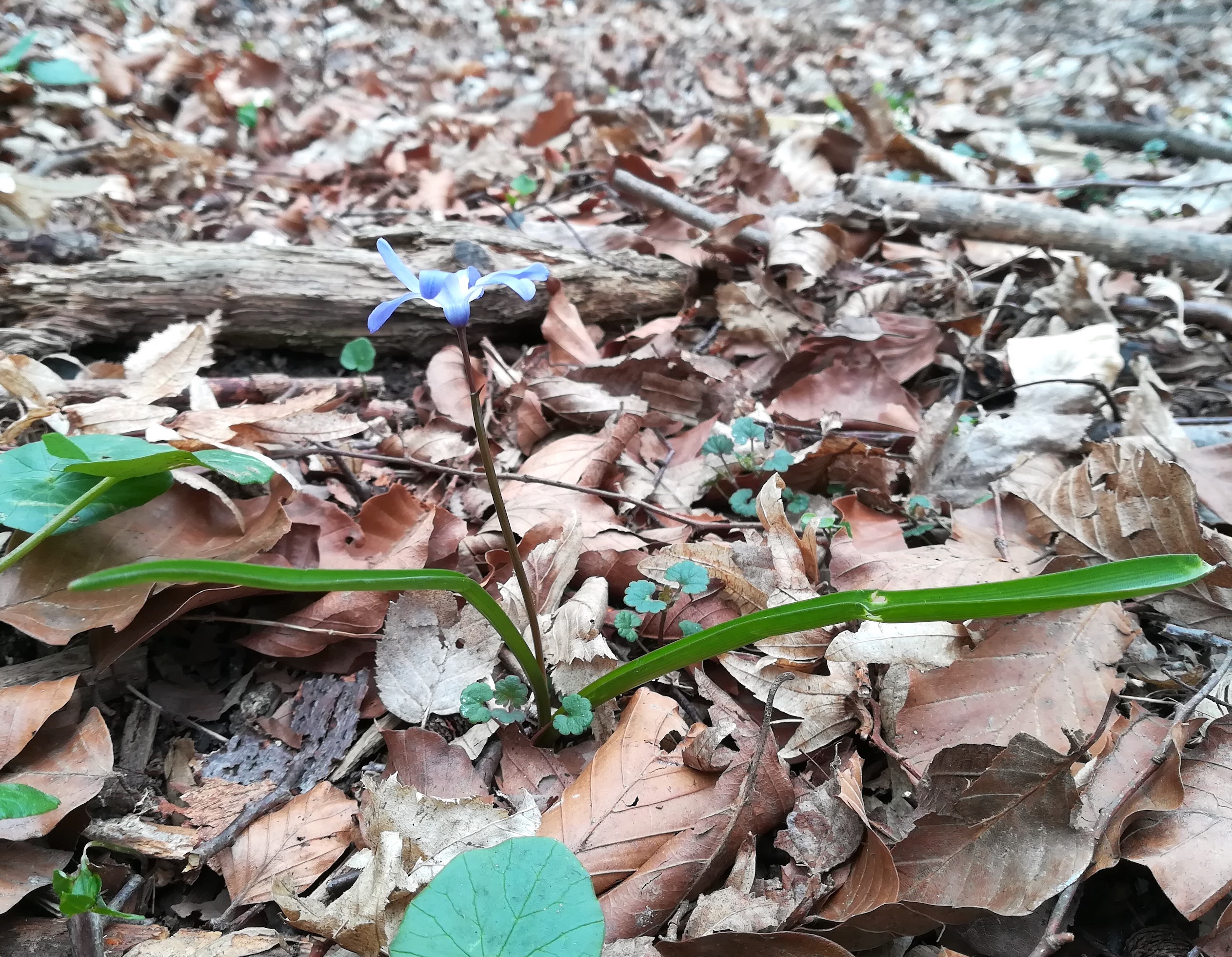 scilla cf. siehei hainbach klausen-leopoldsdorf_20210402_111022.jpg