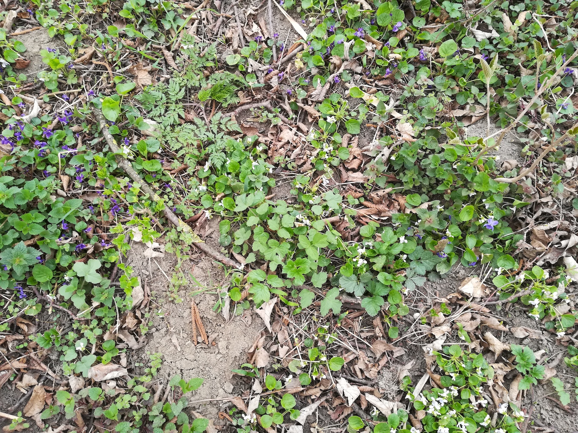 viola odorata x suavis et viola alba subsp. alba et viola suavis syntop russbach E glinzendorf_20210403_093126.jpg