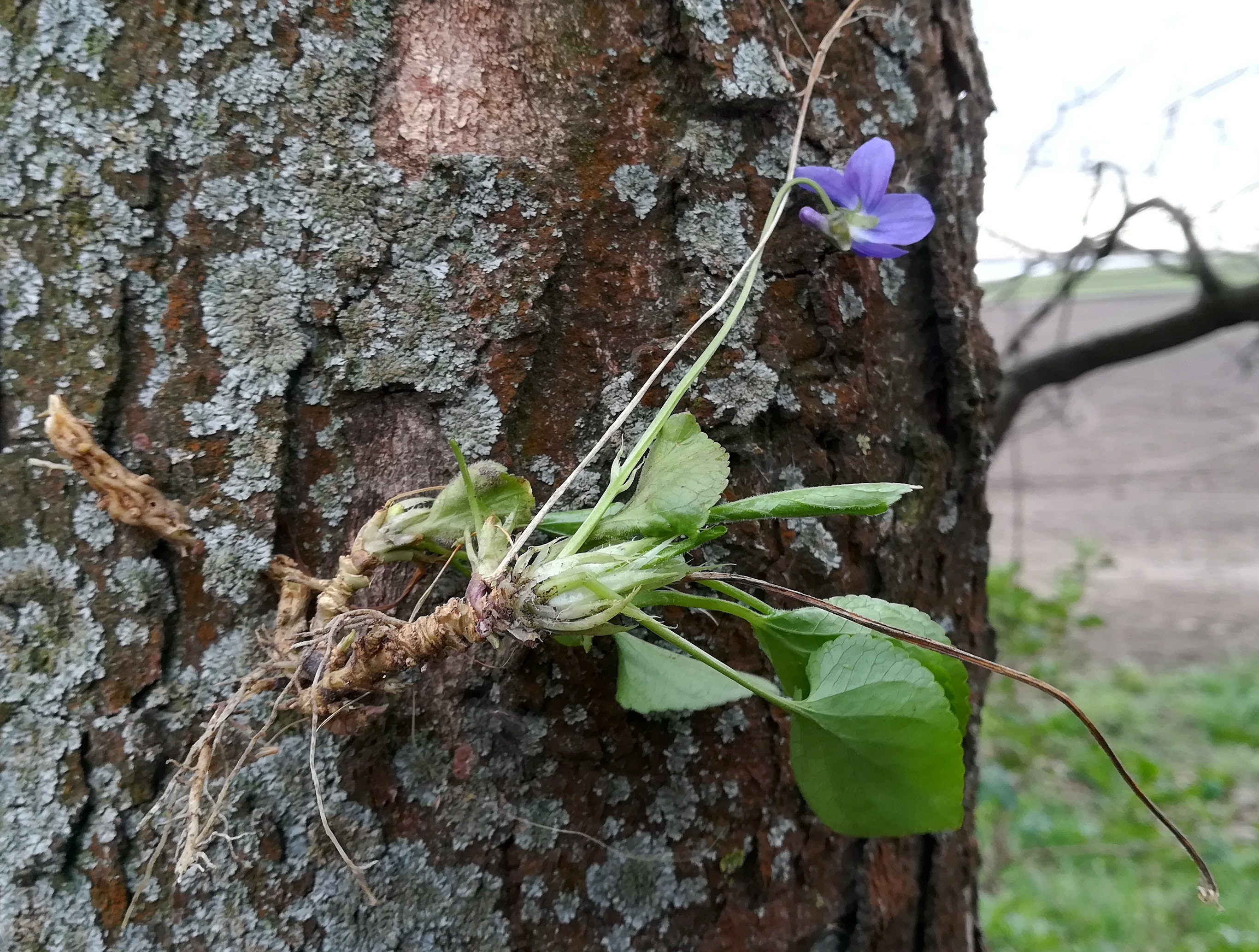 viola sp. russbach E glinzendorf_20210403_093557.jpg