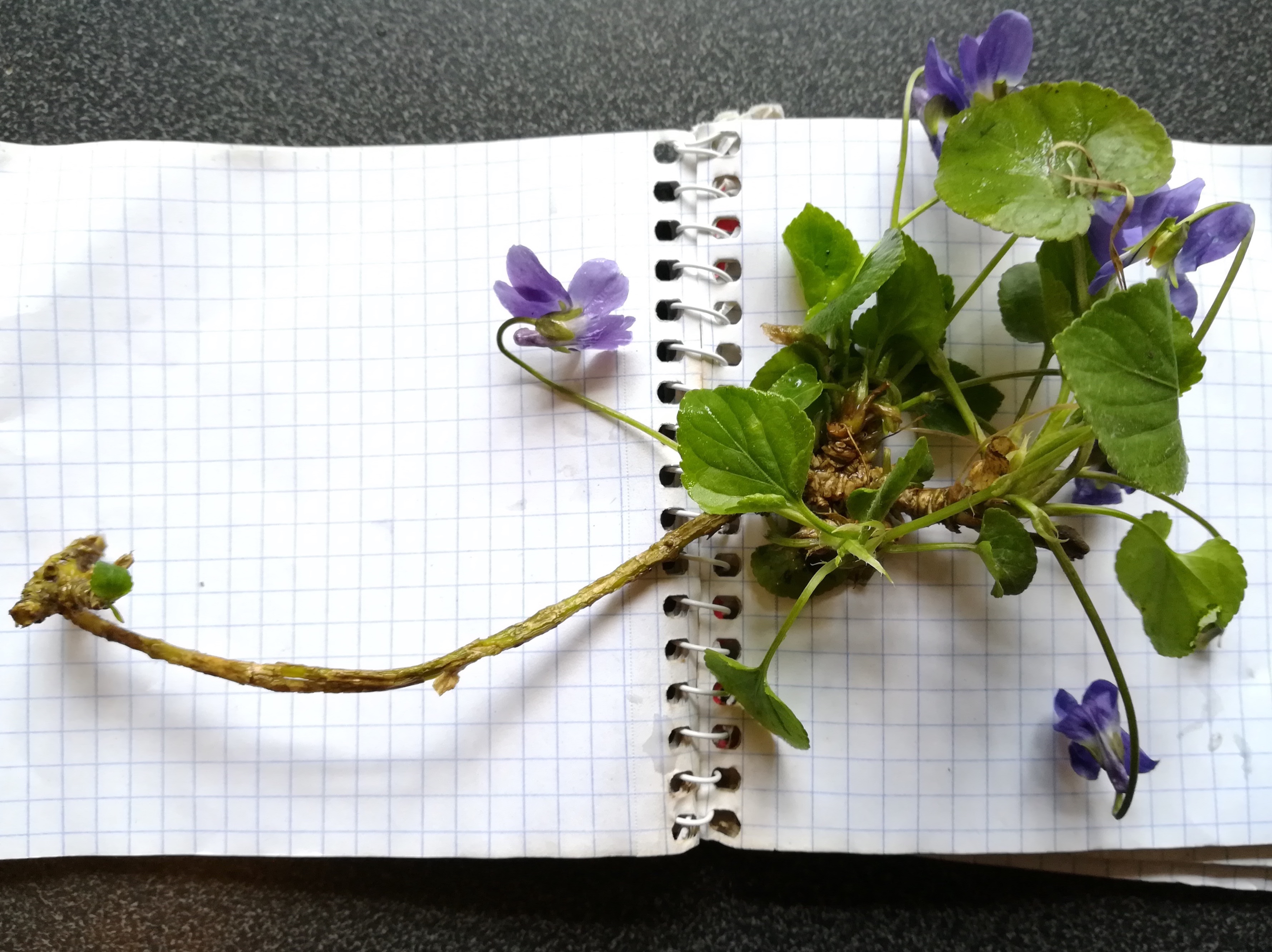 viola sp. russbach E glinzendorf_20210403_140310.jpg