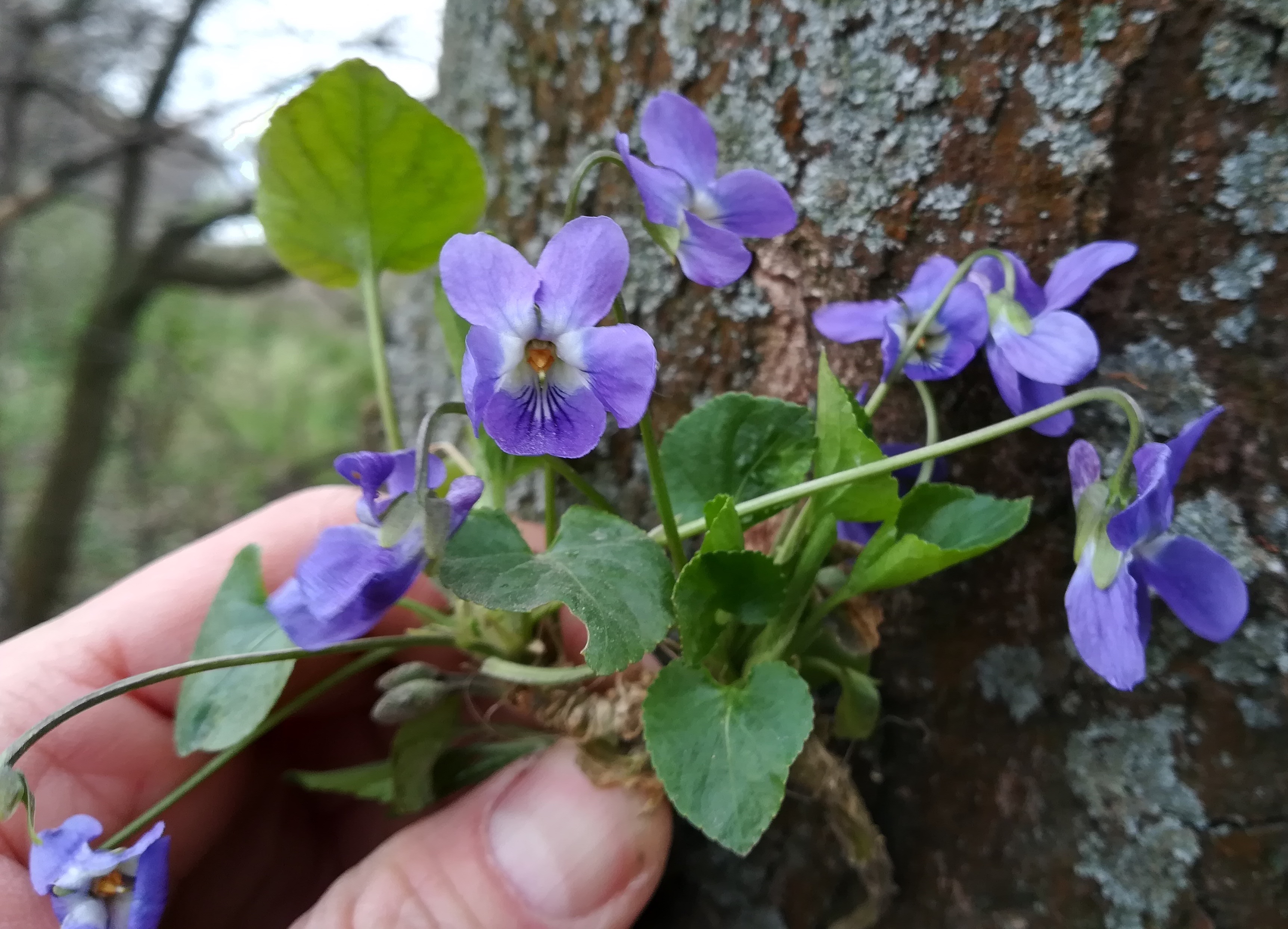 viola sp. russbach E glinzendorf_20210403_093726.jpg