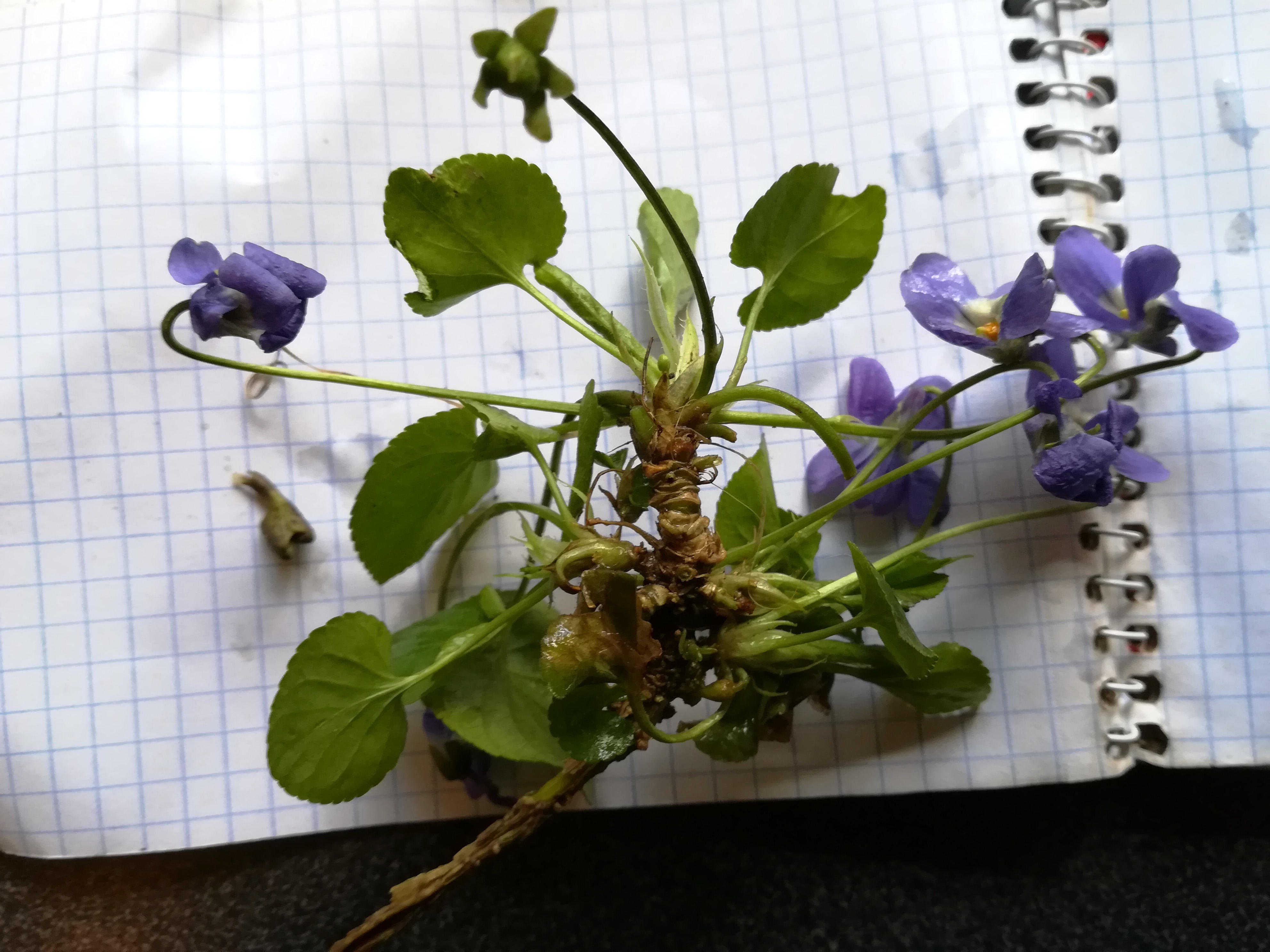 viola sp. russbach E glinzendorf_20210403_140421.jpg